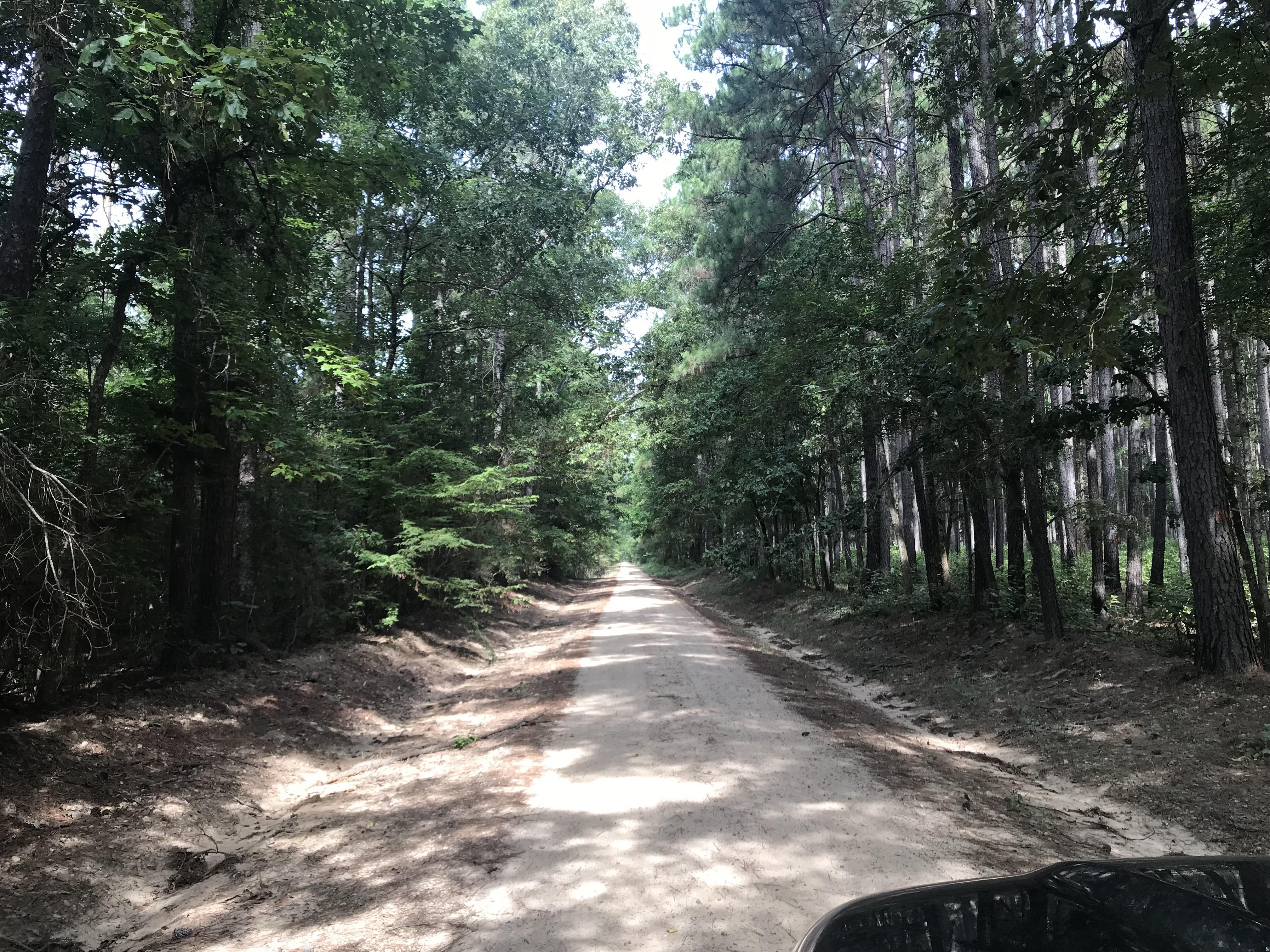 Took a drive through Davy Crockett National Forest. r/TXoutdoors