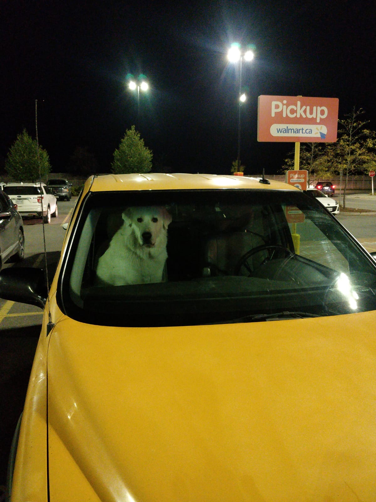 Dogs of Walmart (Ottawa, Canada) r/walmart