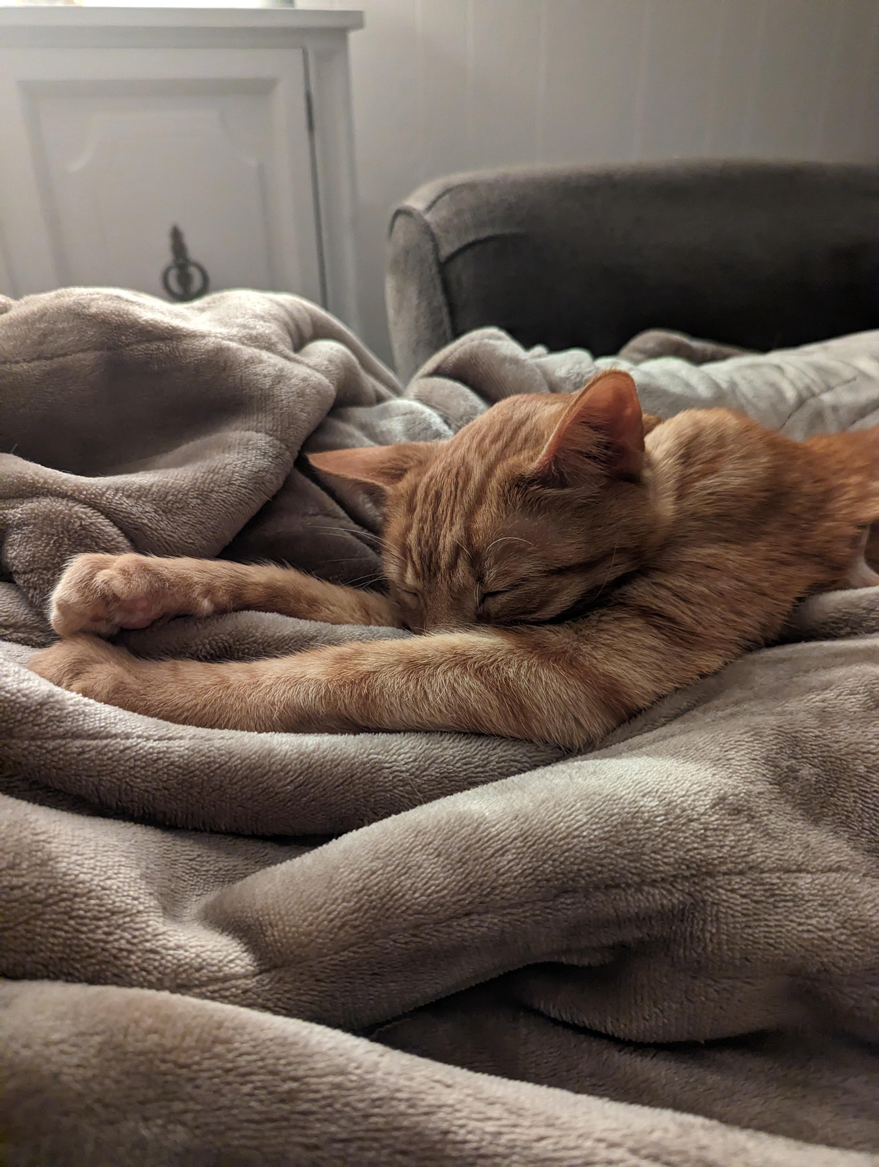 (OC) Kenny the Cat snuggling on the heating blanket r/aww