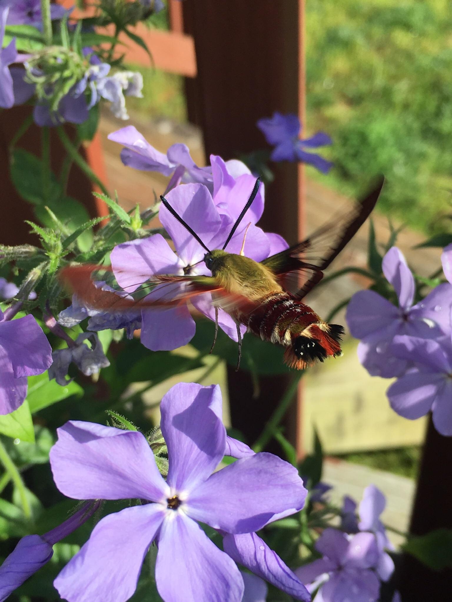 Hummingbird moths are a constant in our yard. Love these little dudes