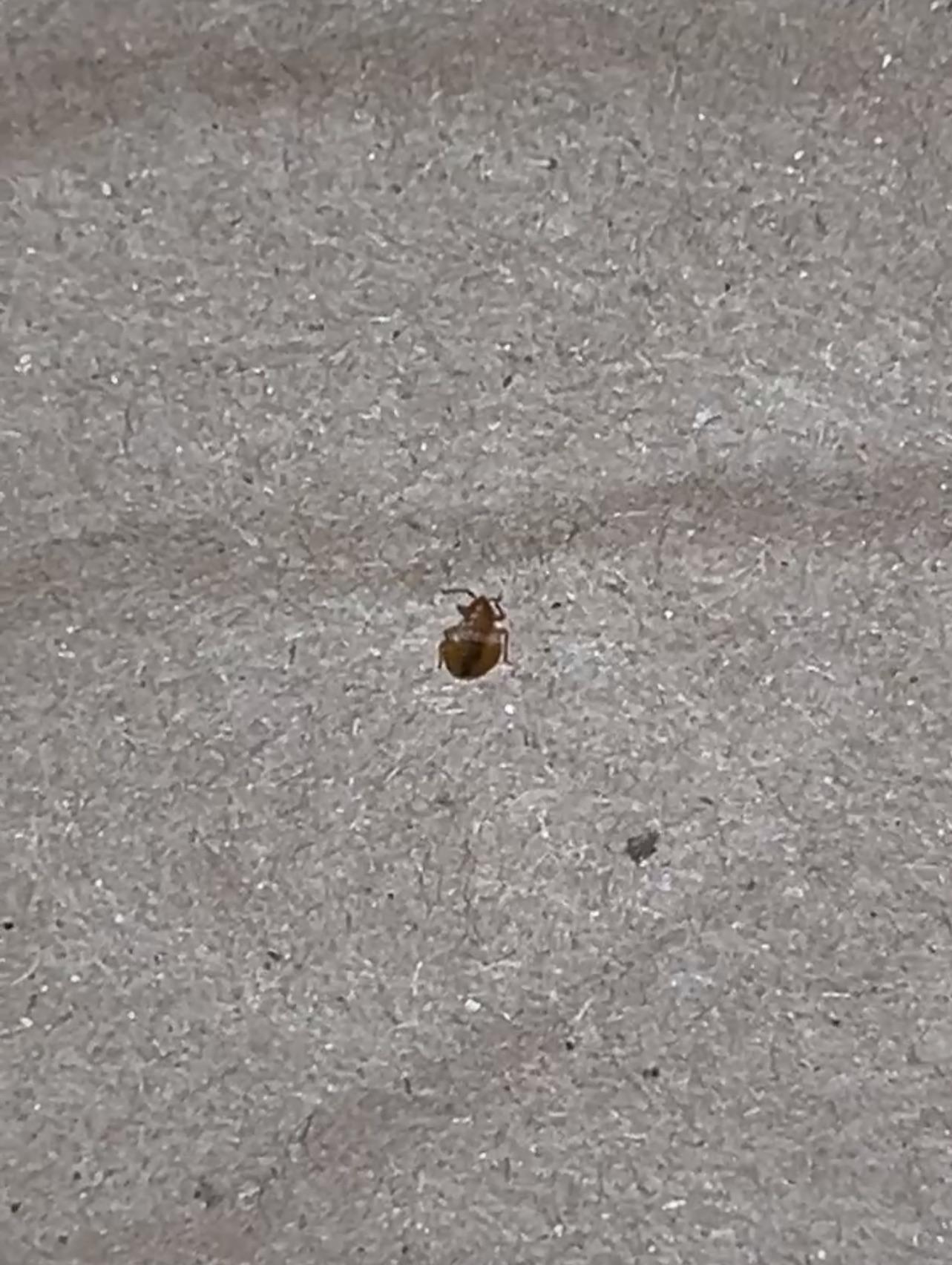 Help r/Bedbugs