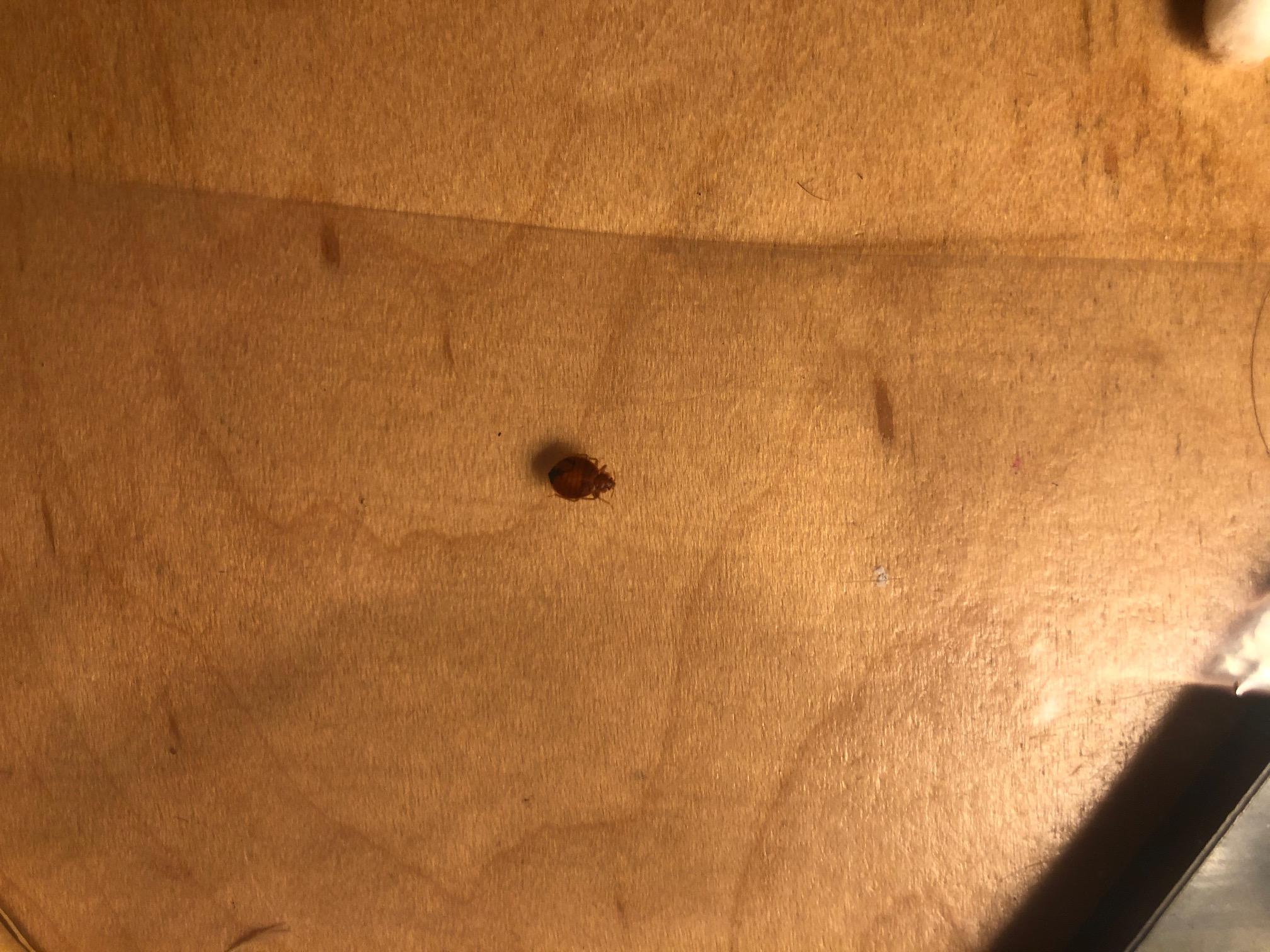 update found single bed bug on jacket while traveling....now on my