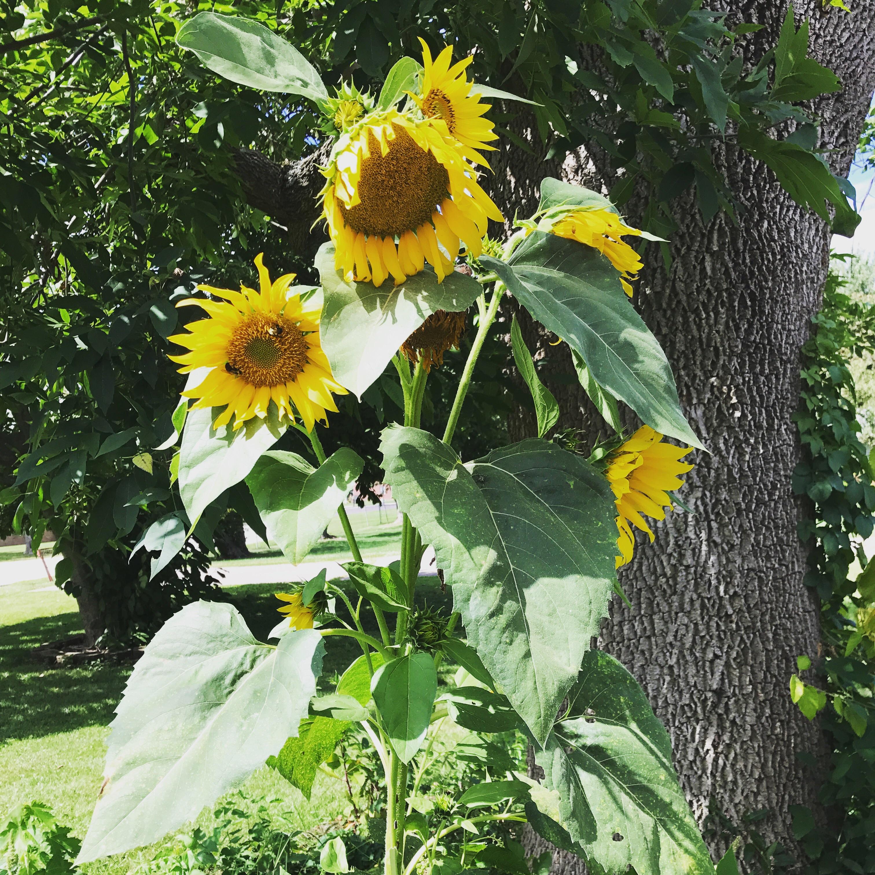 Single stalk sunflower has at least 10 blooms at various stages of