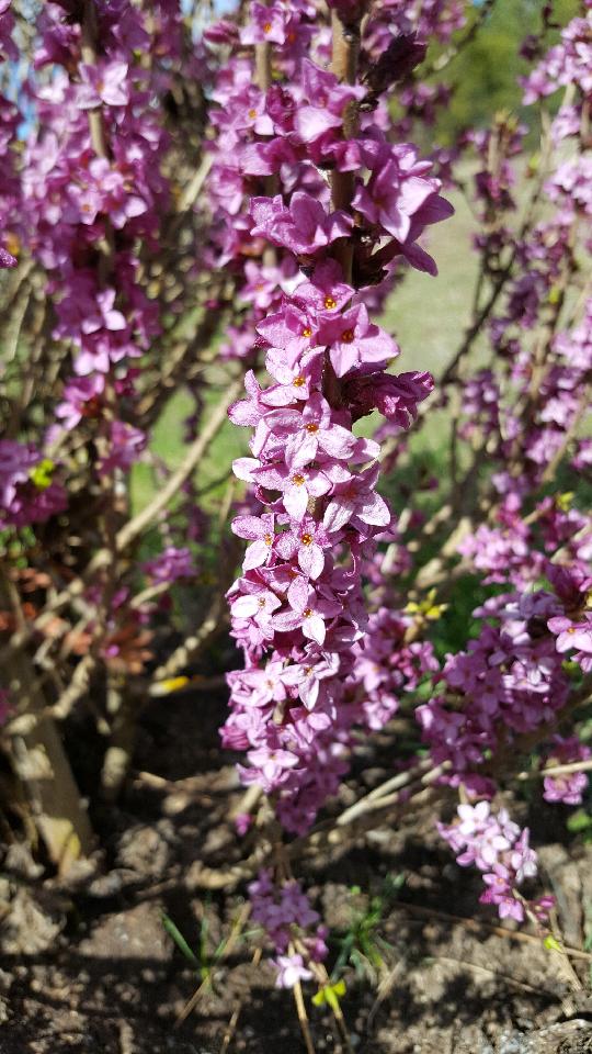 Anyone know what this plant is?? Here are the flowers in April, Eastern