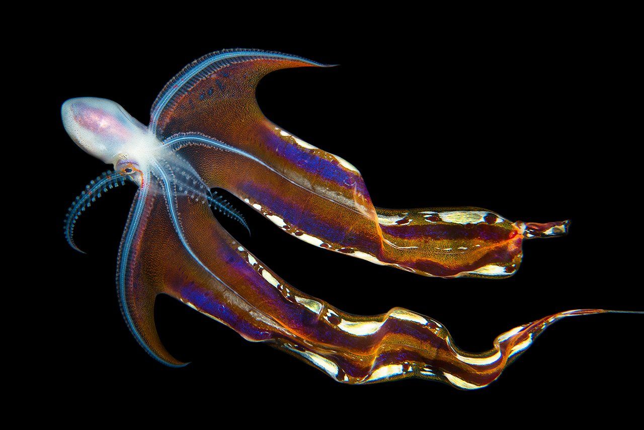 The beauty of the blanket octopus interestingasfuck