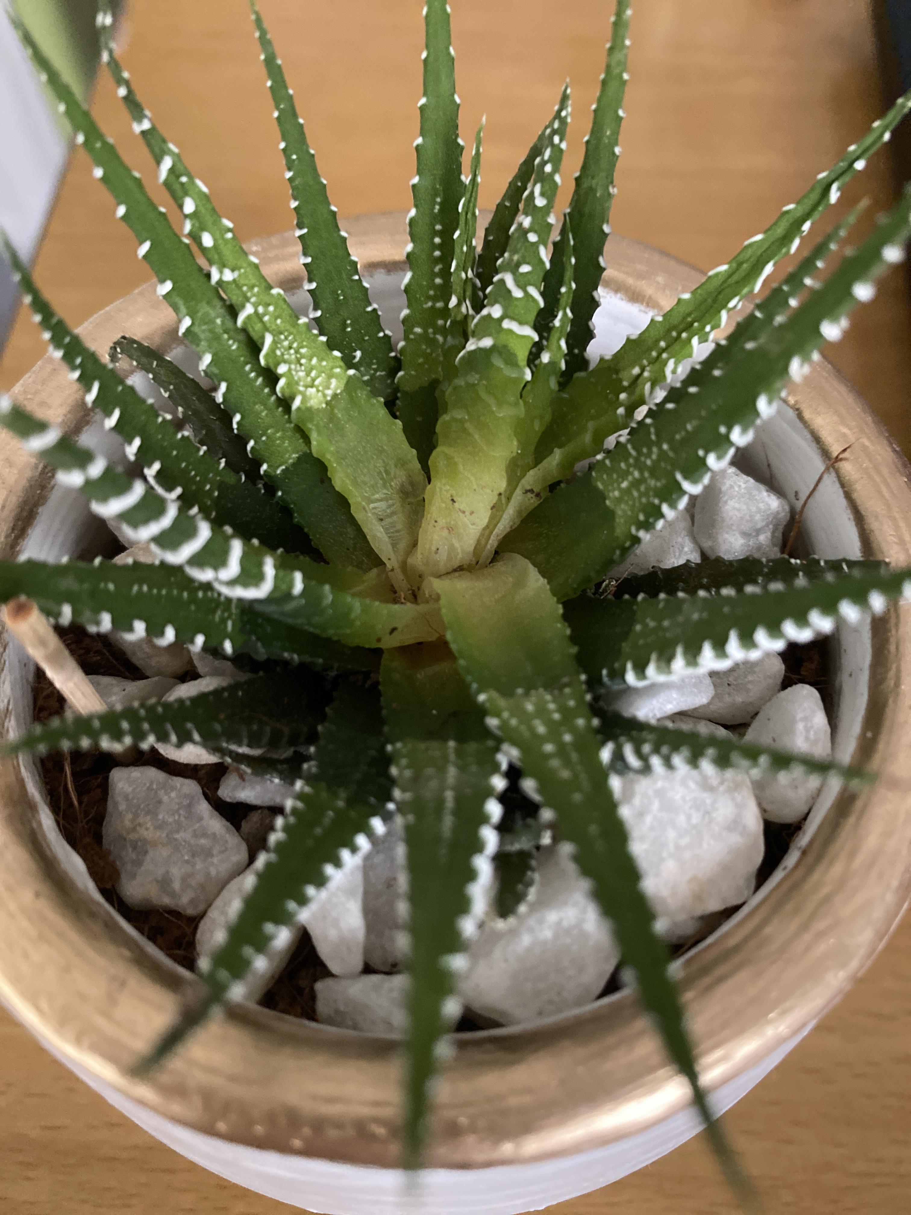 New Zebra plant started opening and turning yellow/mushy inside, but I haven’t been overwatering