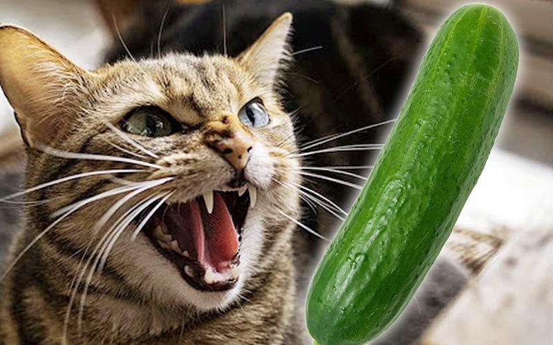 True fact Cats hate cucumbers r/HilariaBaldwin