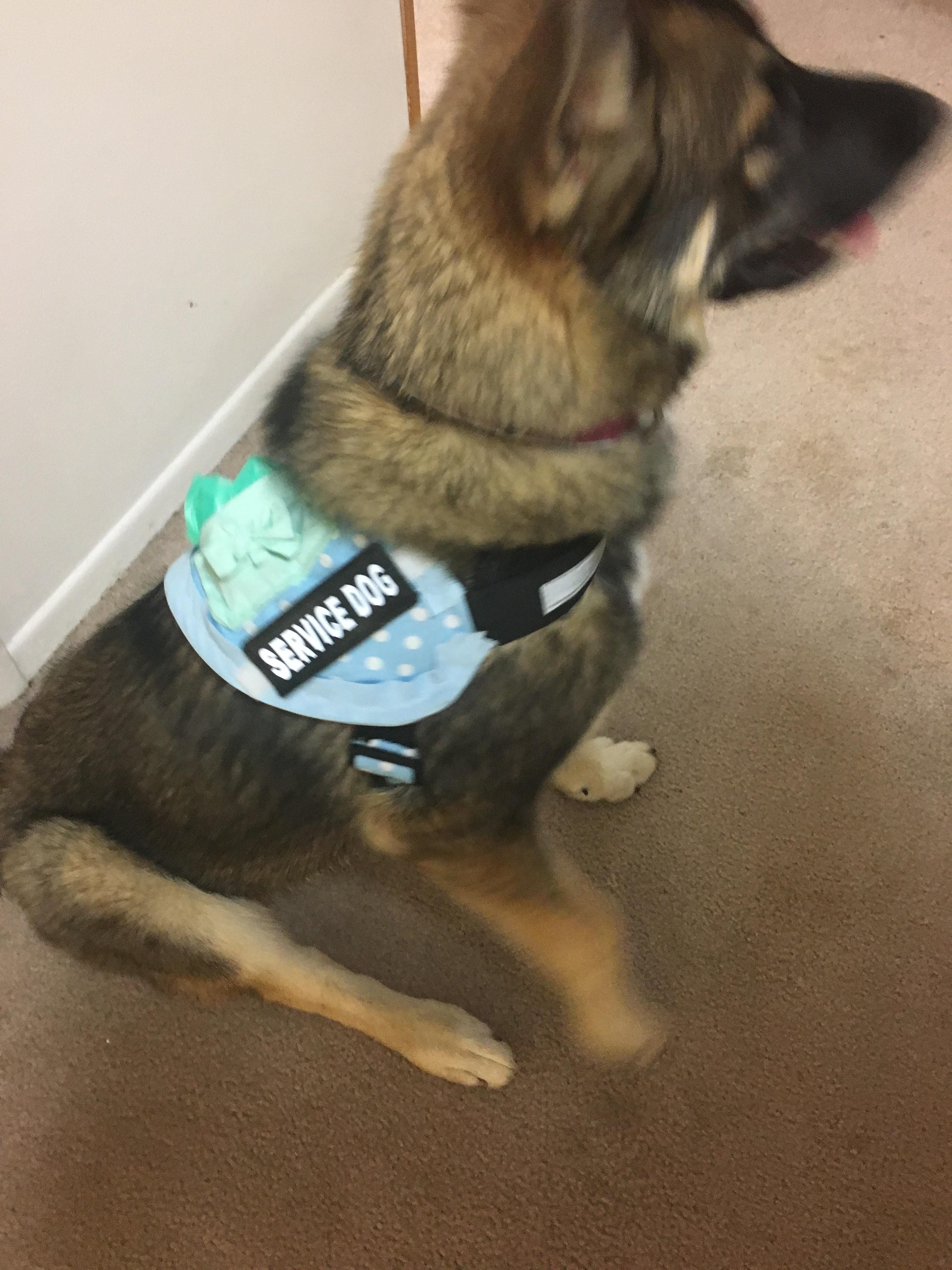 Made my service dog a vest. Not too bad for my first time. r/sewing