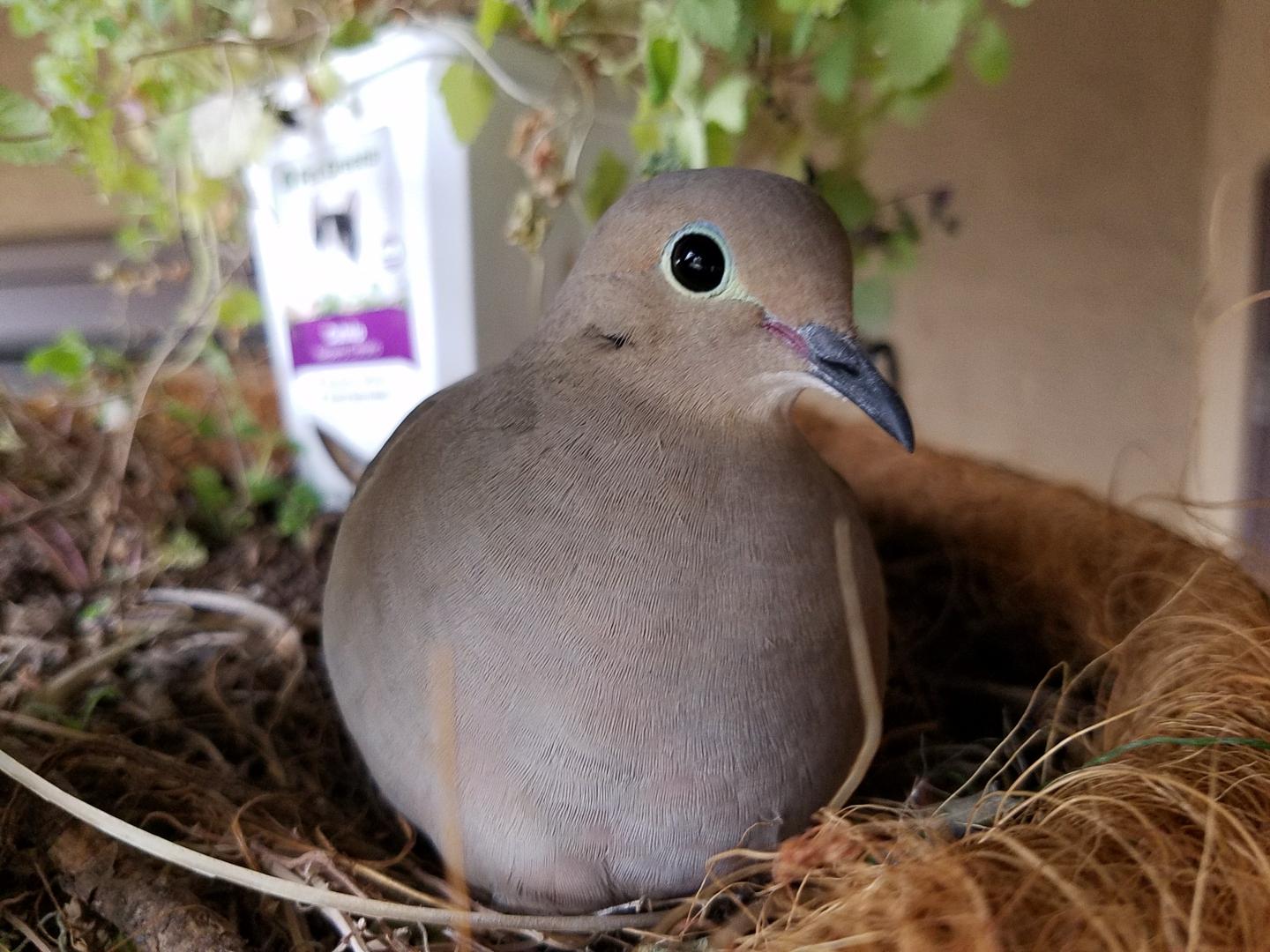 Mourning Dove decided to build a nest in a friend's flower
