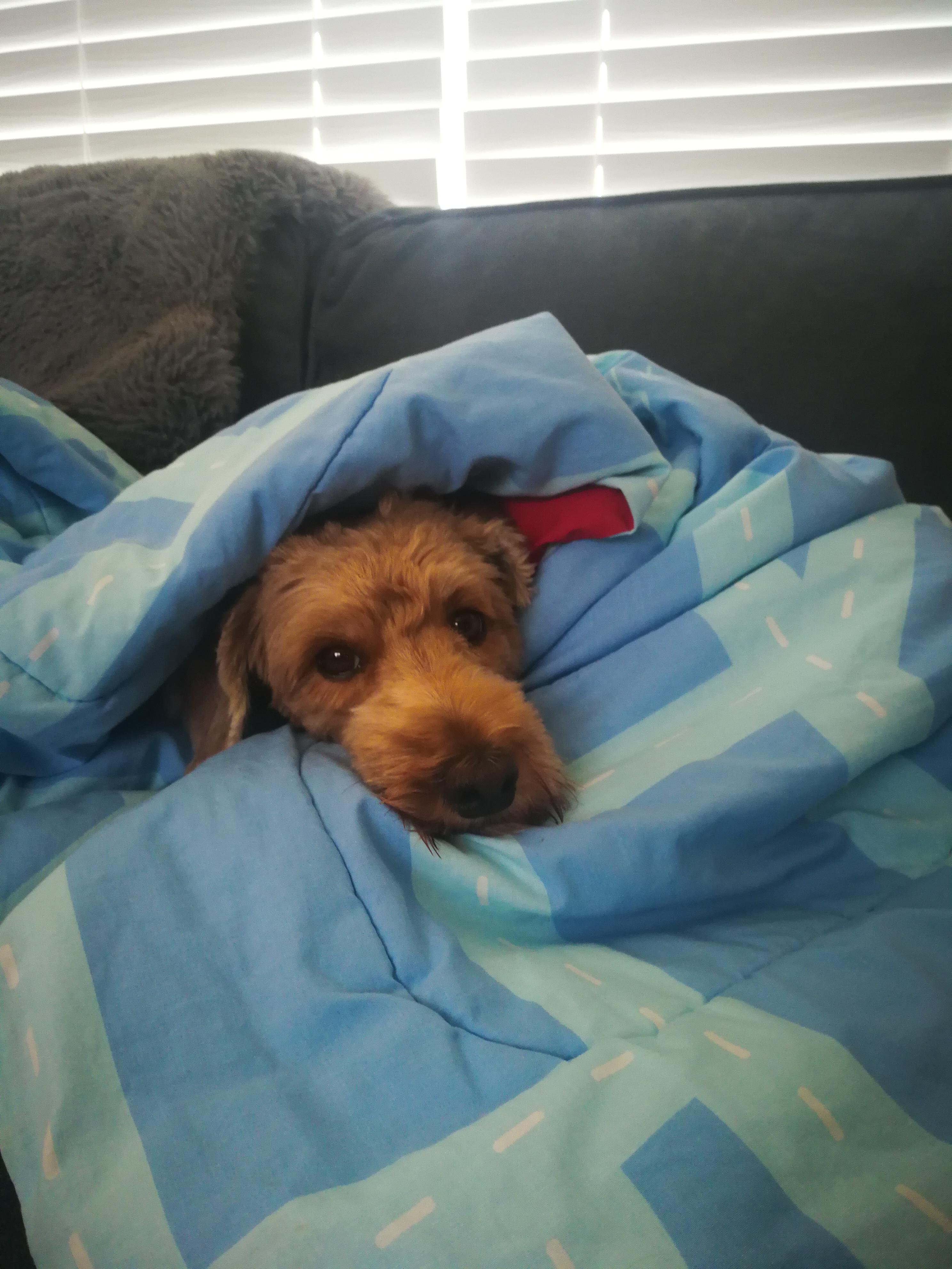Dog in blanket r/aww