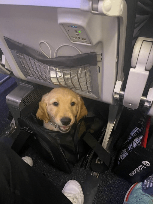 dog on airplane what they gonna do?? r/dogheads