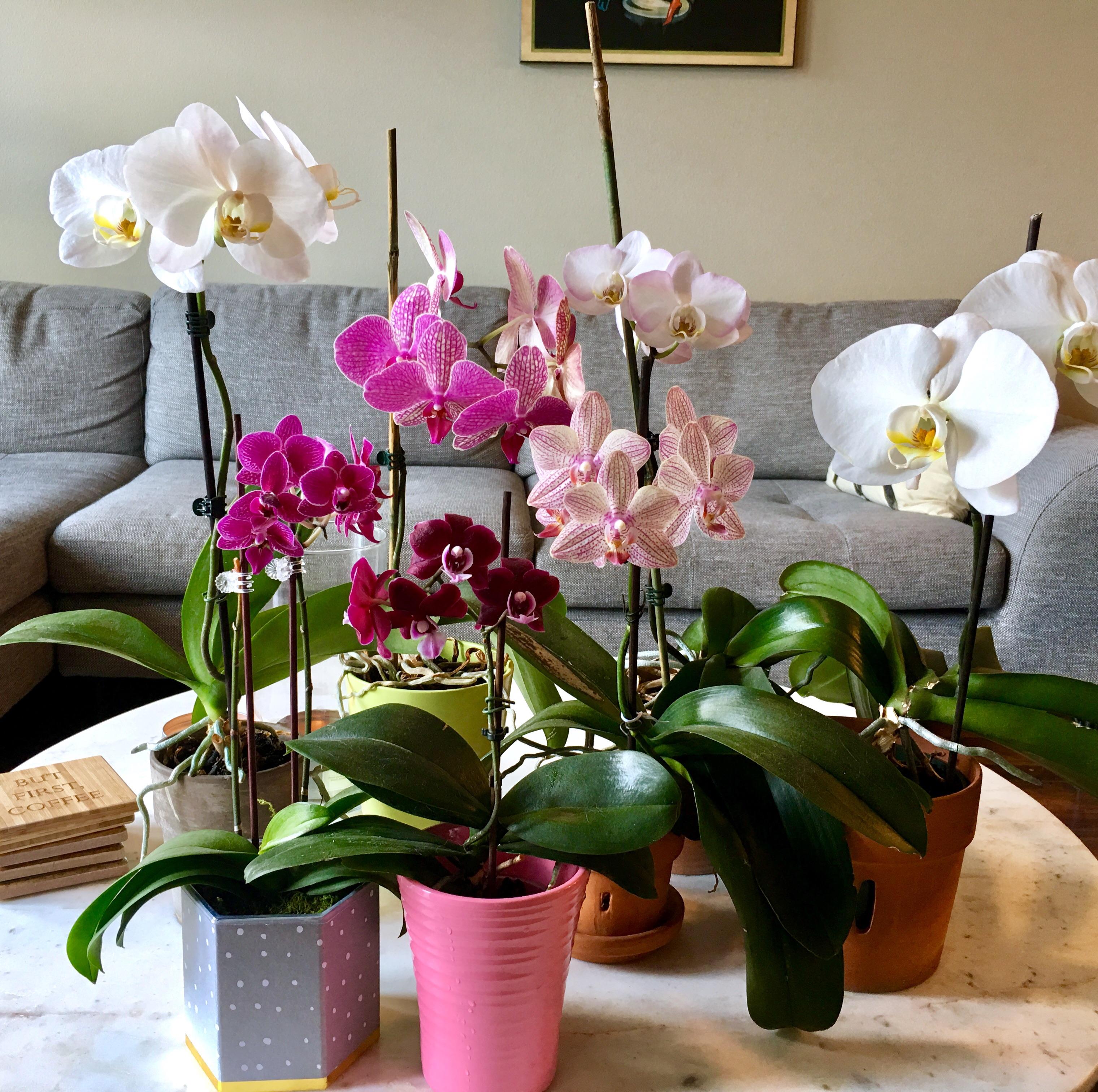 7 of my wife's orchids are reblooming at once! r/orchids