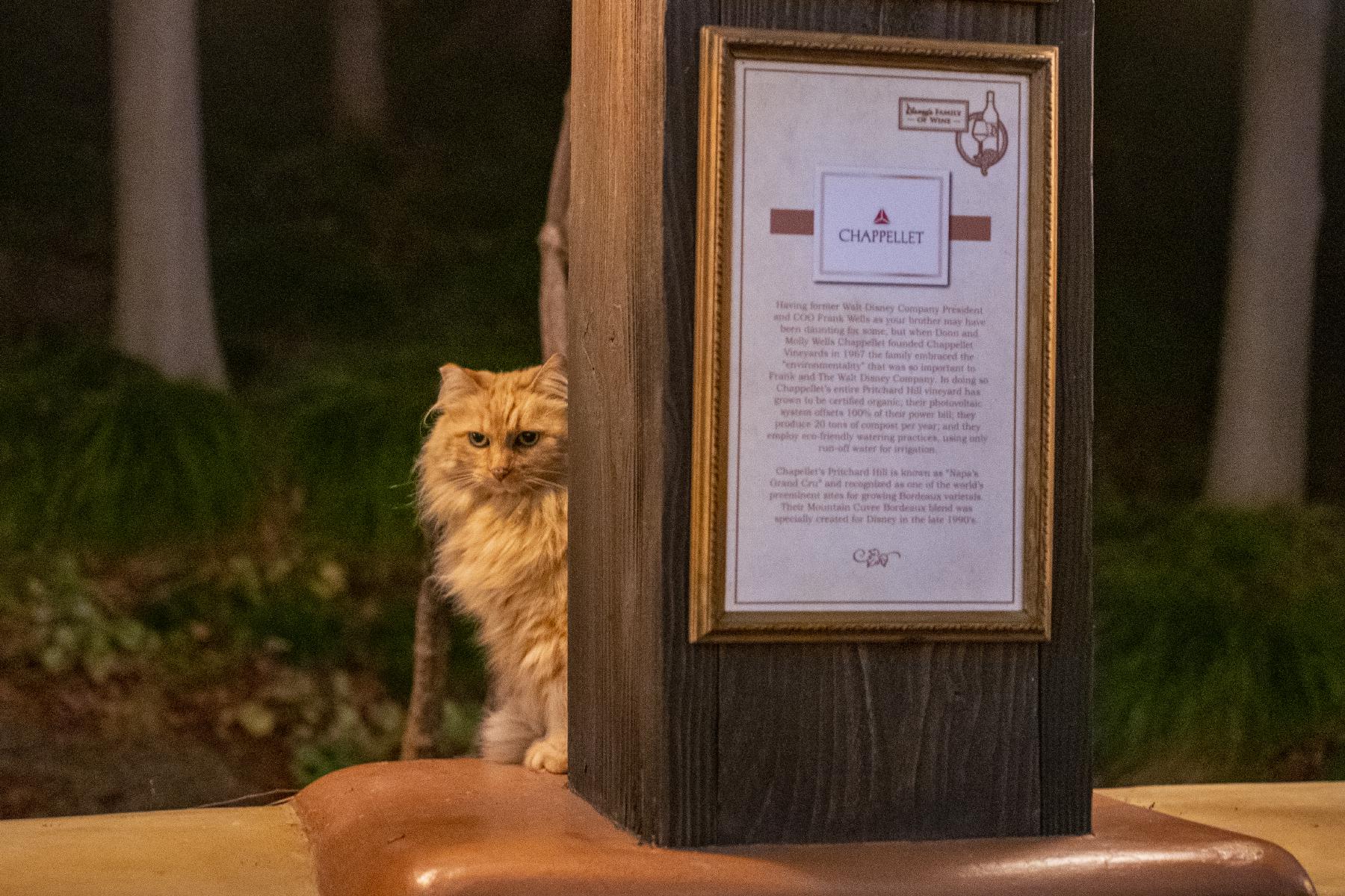 Nutmeg the Cat visited us at the Alfresco Tasting Terrace, so naturally