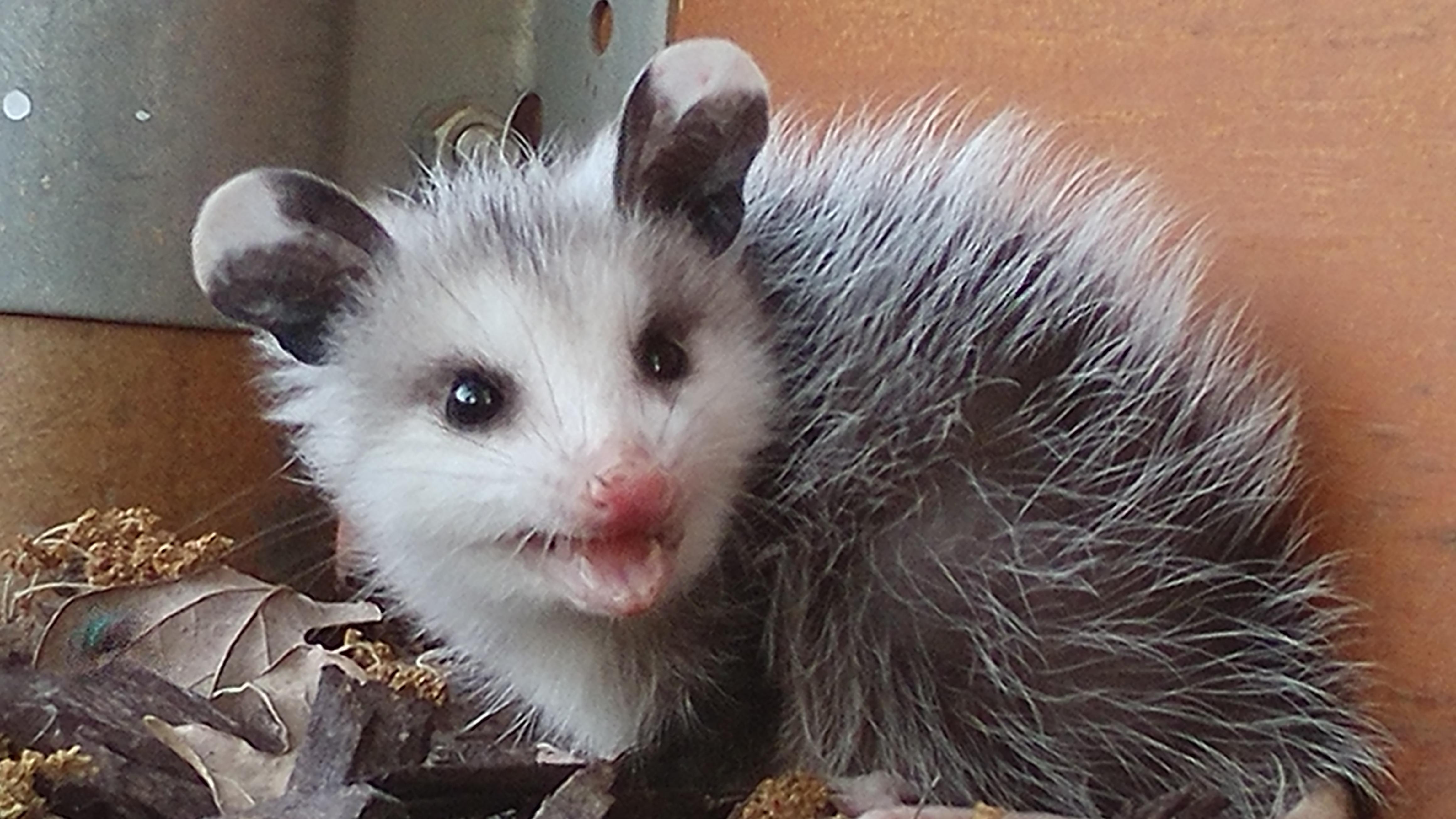 Baby opossums are surprisingly much more cute than adult ones r