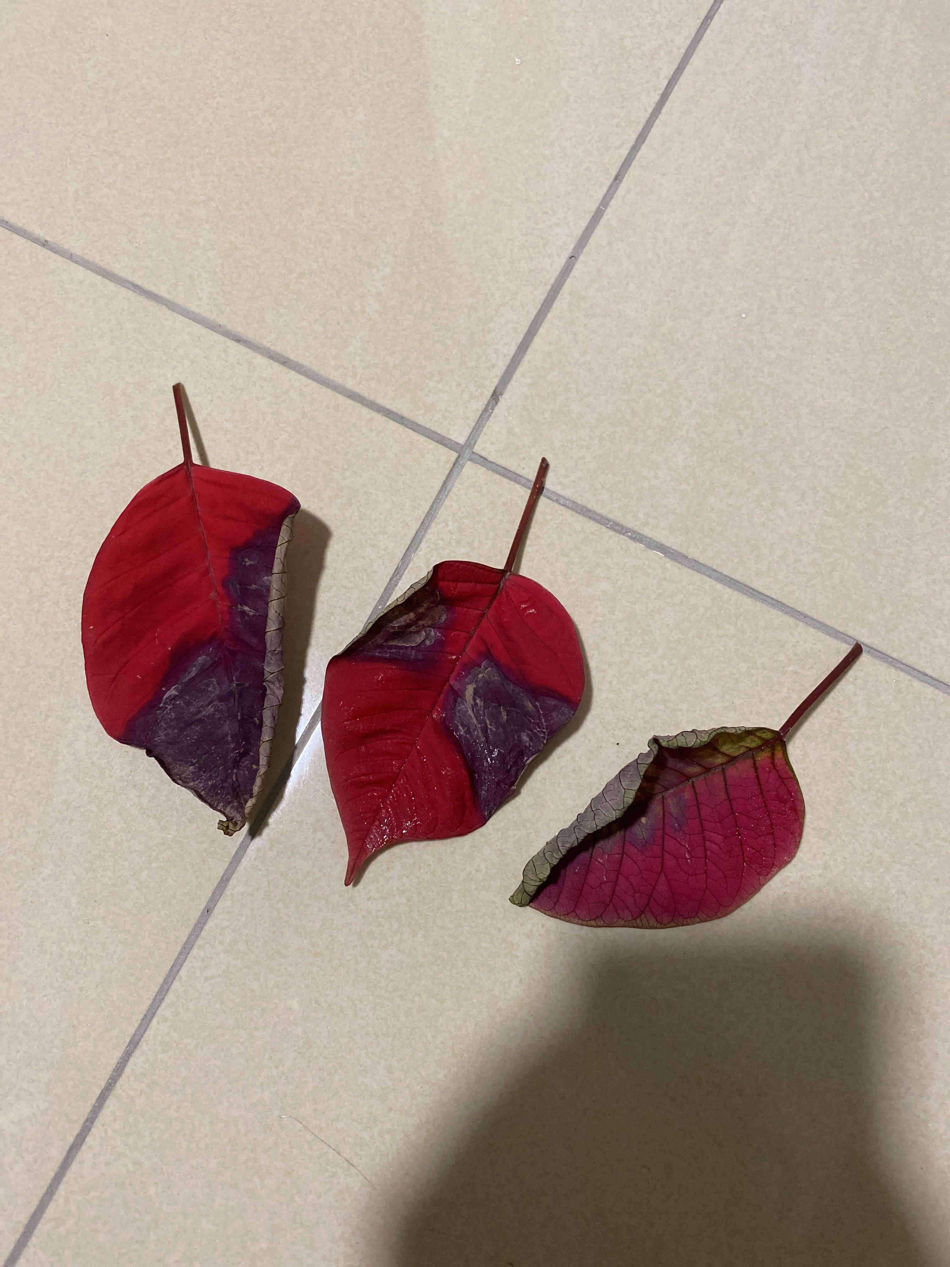 Pls help! Any ideas why my poinsettia leaves are drying? 😭 r/plantclinic
