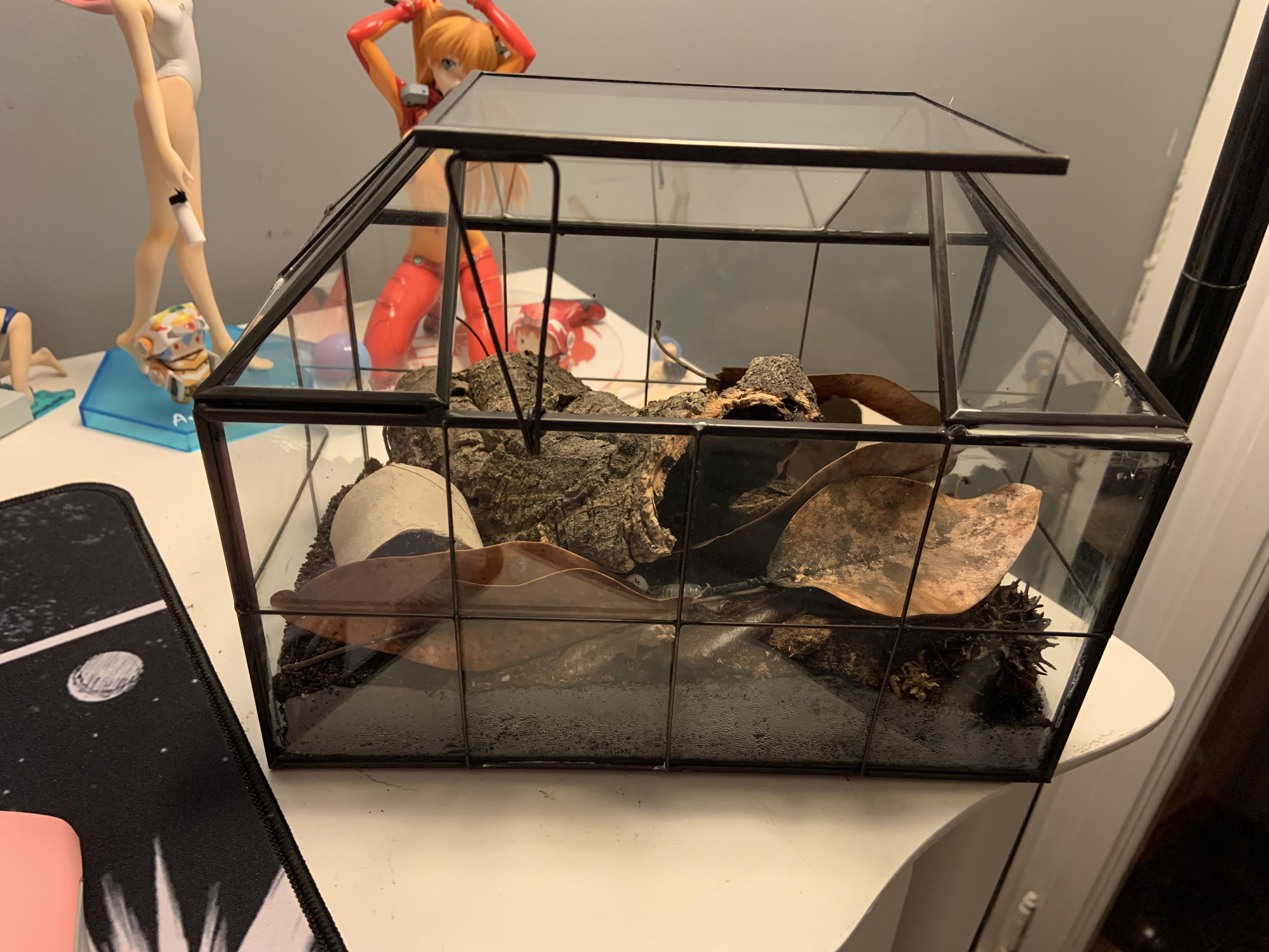 San diego reptile expo Isopods? isopods