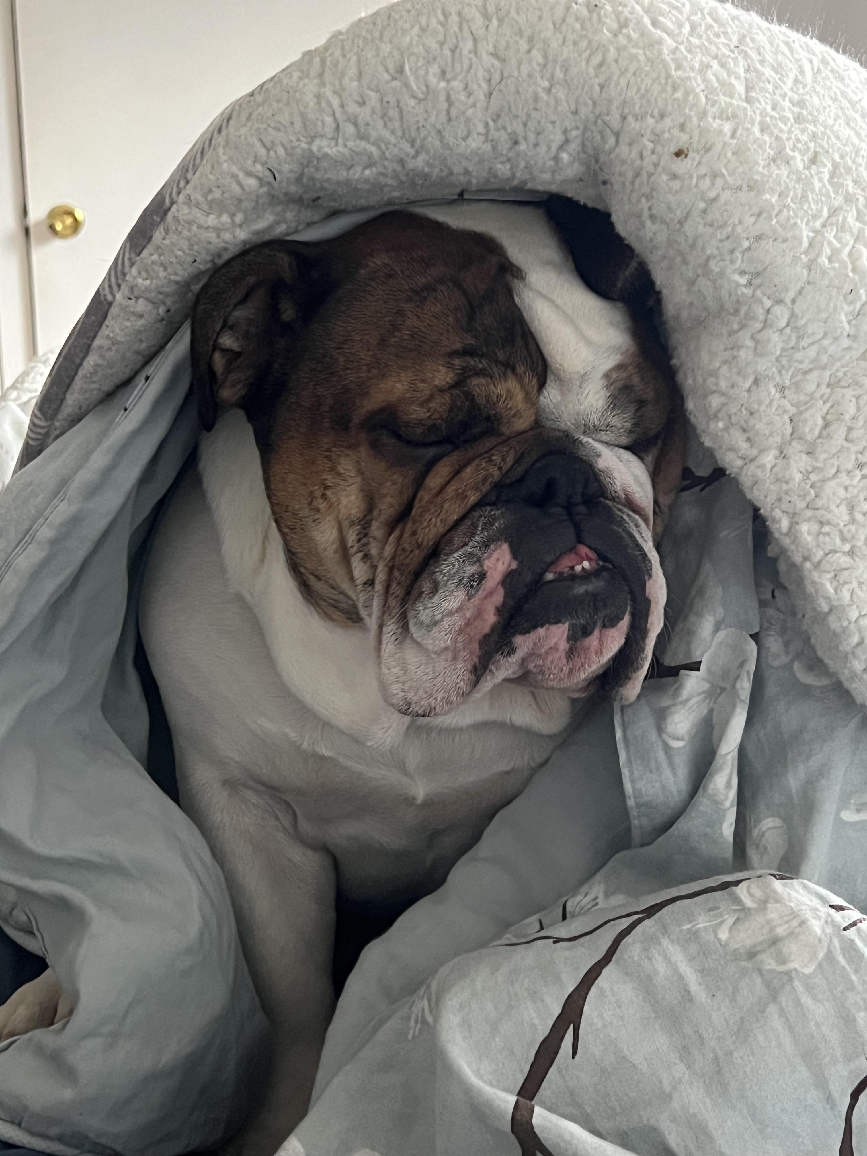 Our Bull fell asleep sitting up under the covers until I grabbed him to
