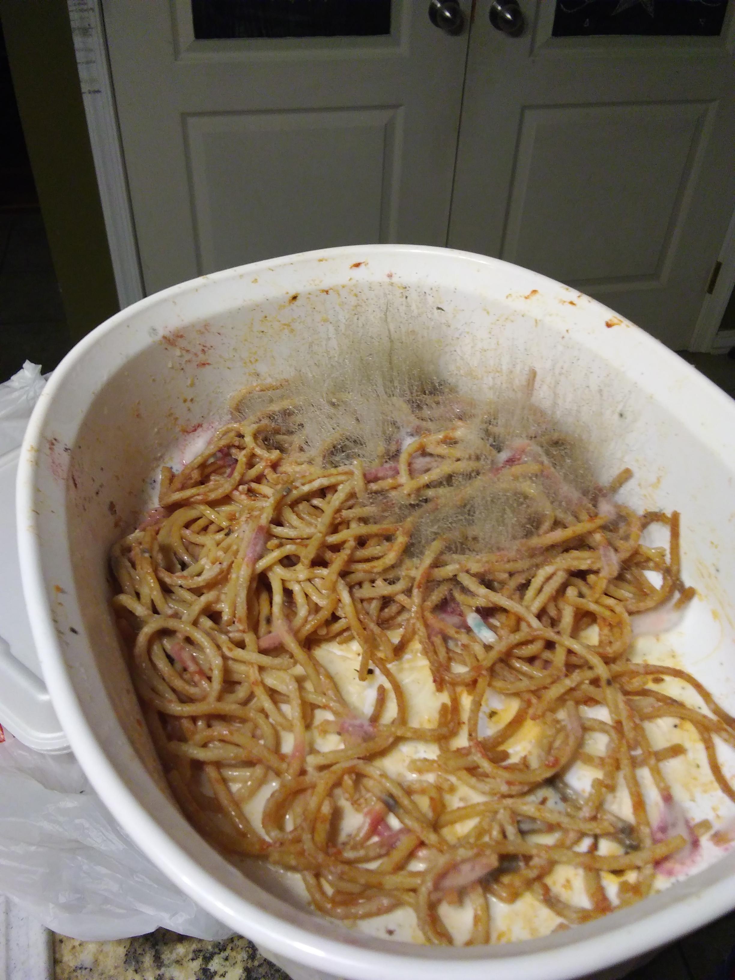 Some spaghetti that was in the back of my fridge r