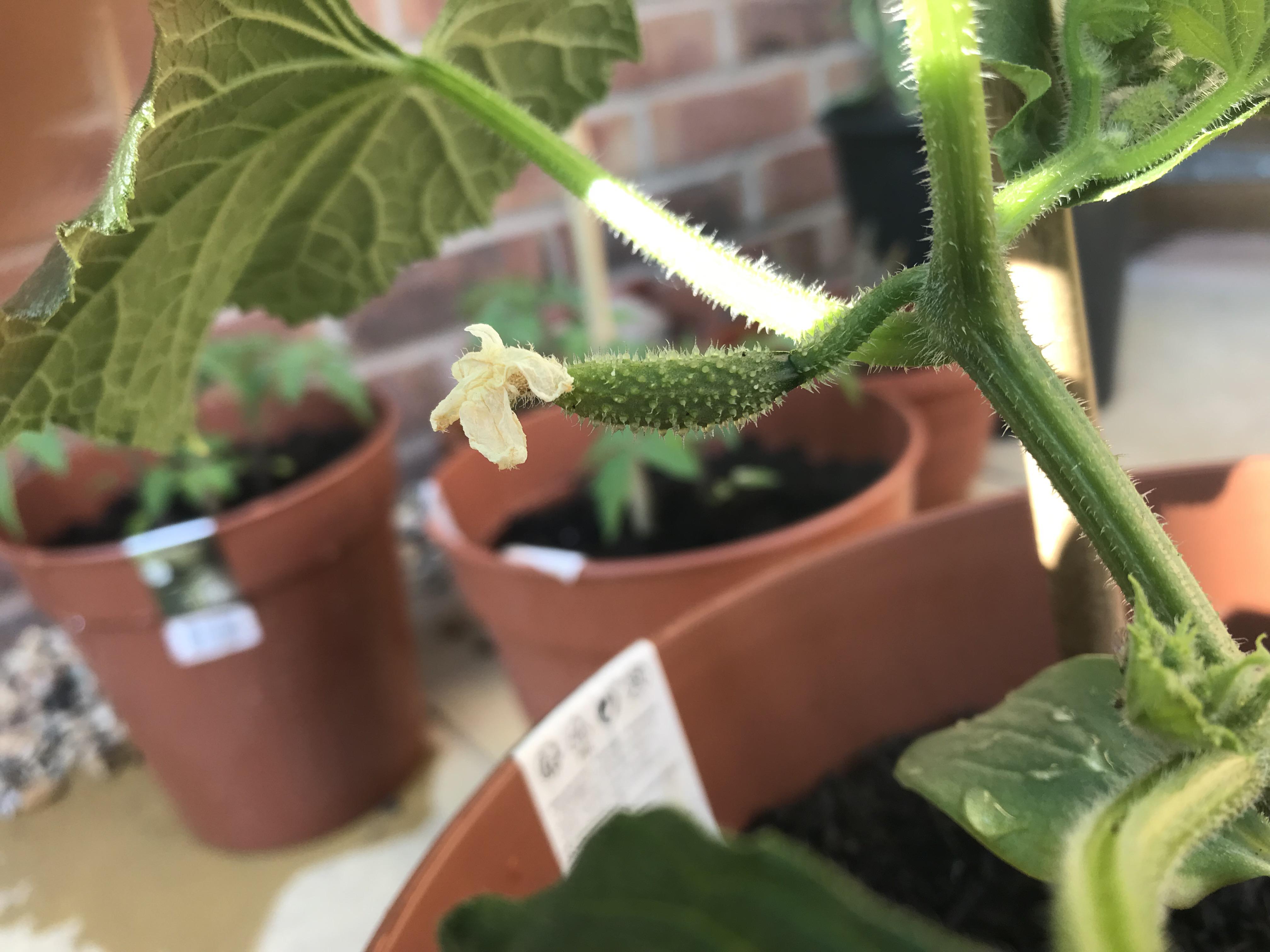 Cucumber flower wilting. Is this bad? r/gardening