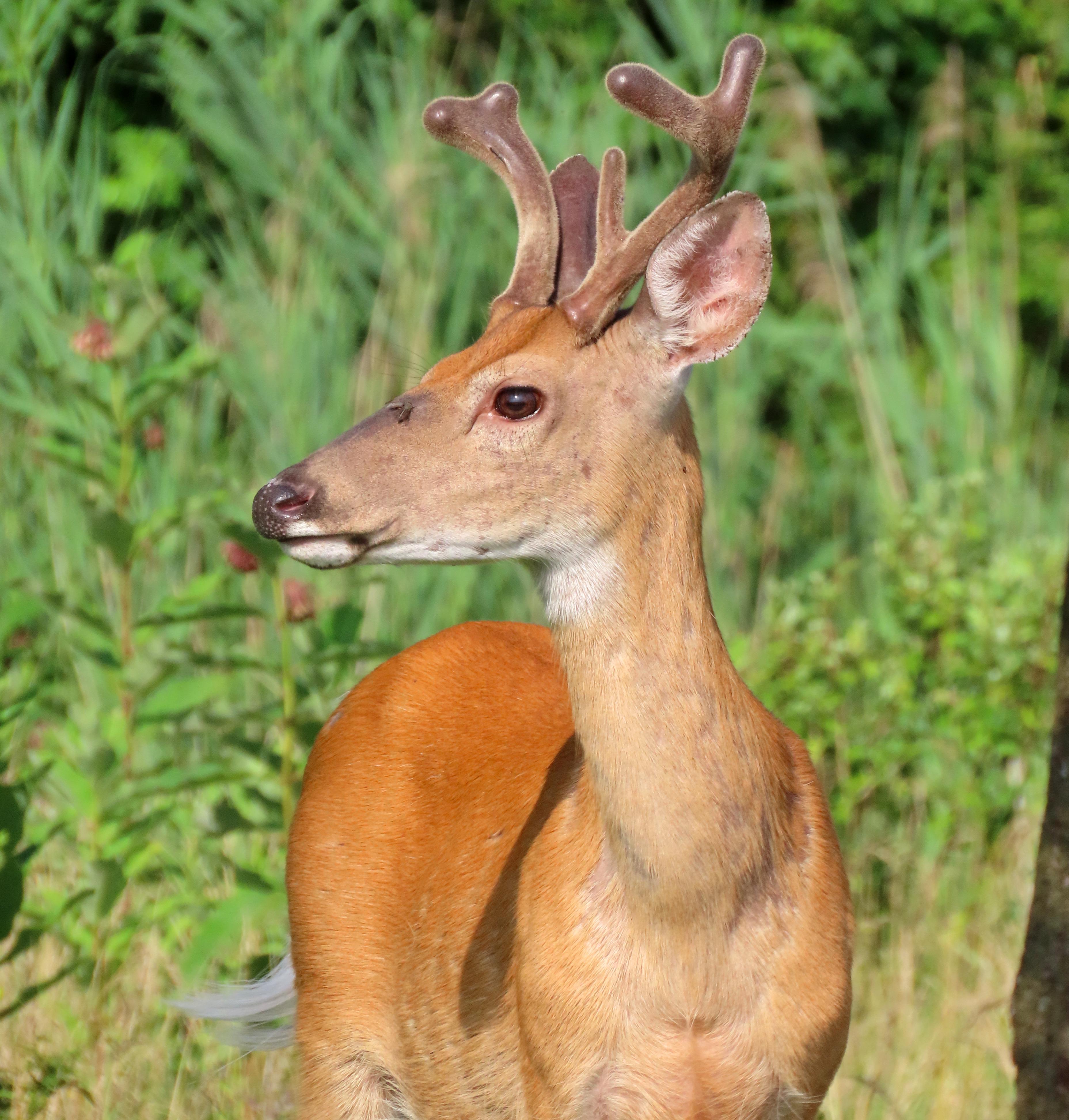 Young whitetail buck growing his antlers beneath a layer of velvet on a