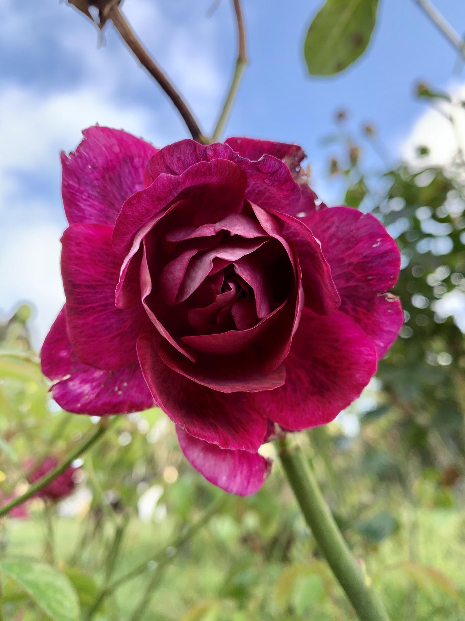 Flowers from Lockdown r/flowers