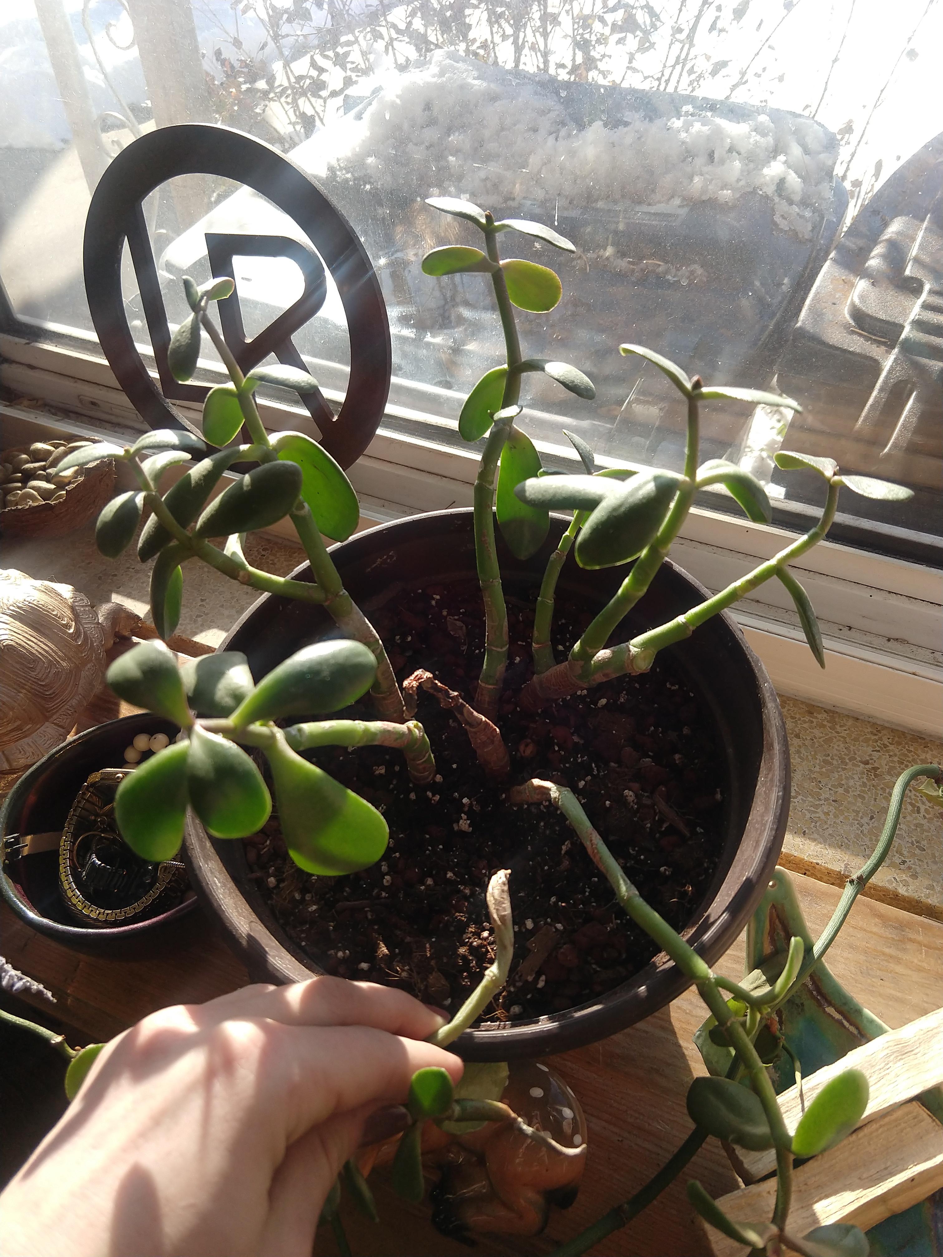 Jade plant help! Stems drooping and breaking off. More info in comments