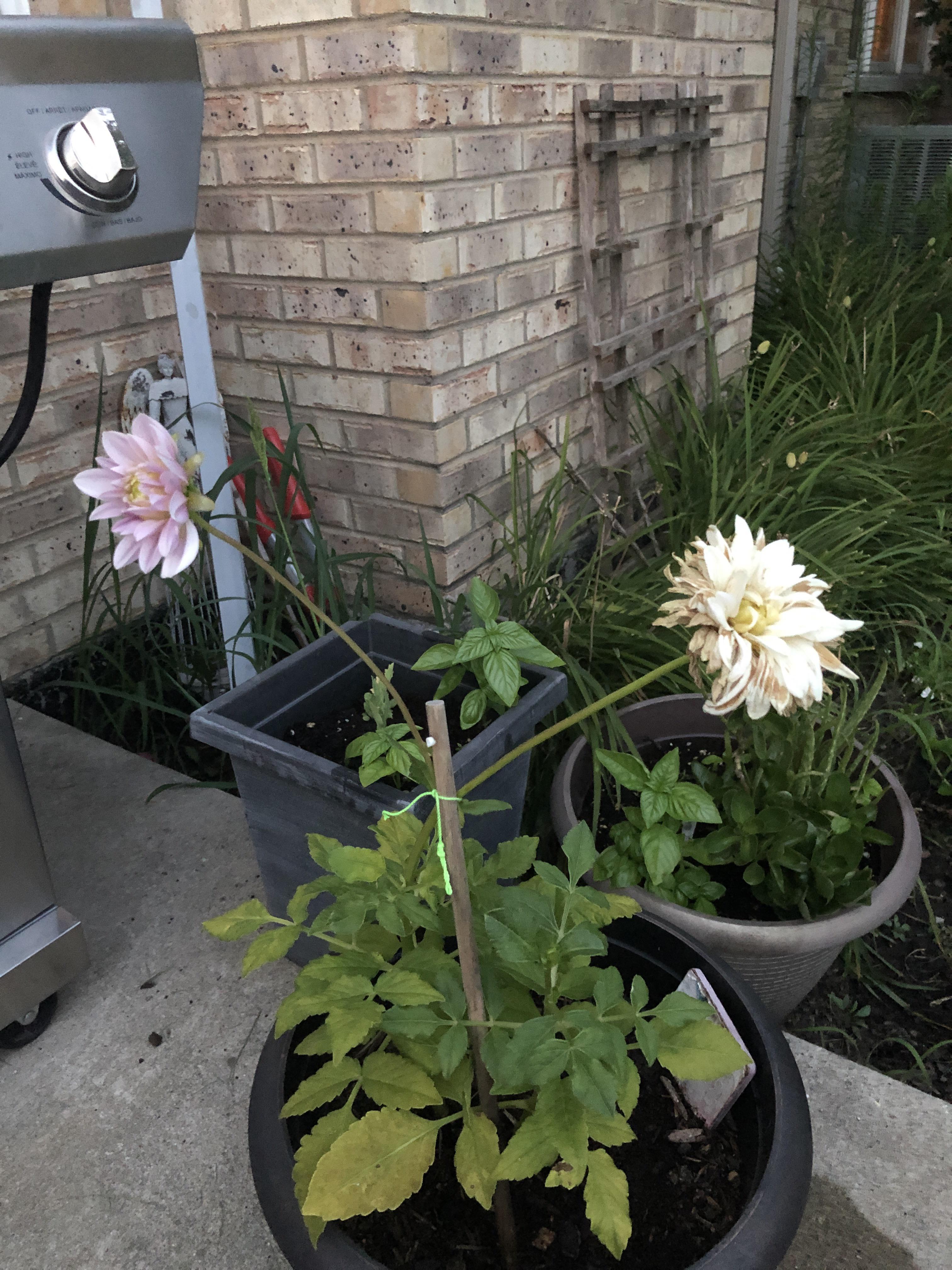 Is this typical of a potted dahlia? Feel like the first bloom didn’t