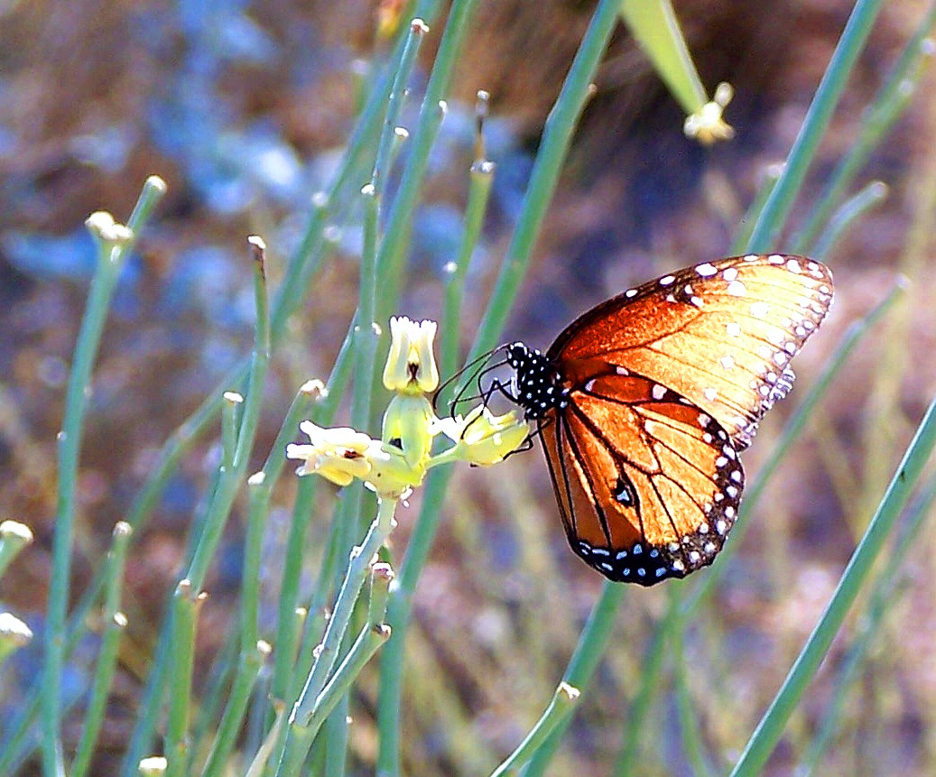 🔥 Queen butterfly : NatureIsFuckingLit