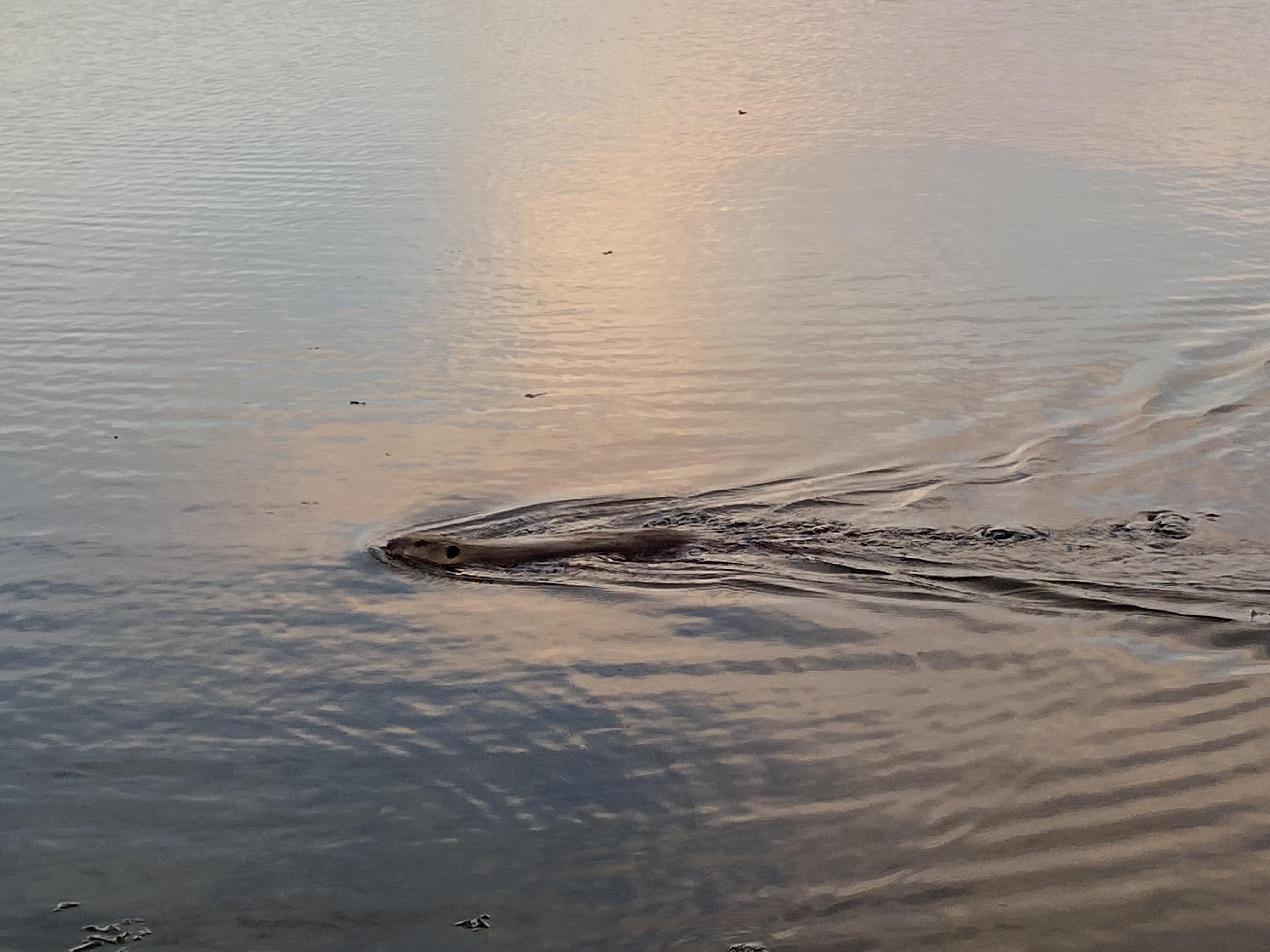 Does anyone know what kind of animal this is? Found swimming in Lake