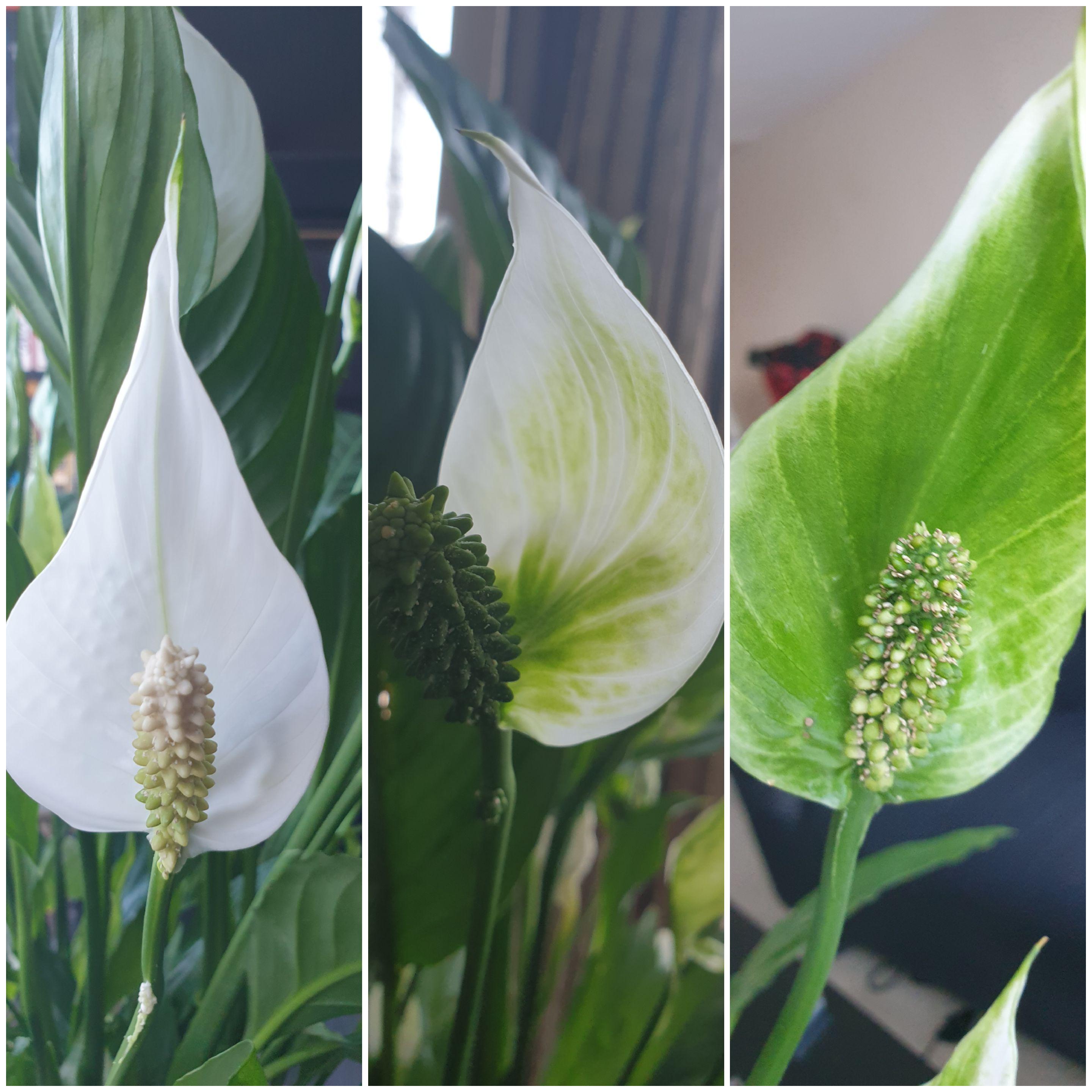 Before, then, after. What's wrong with my peace lily flowers? Why are
