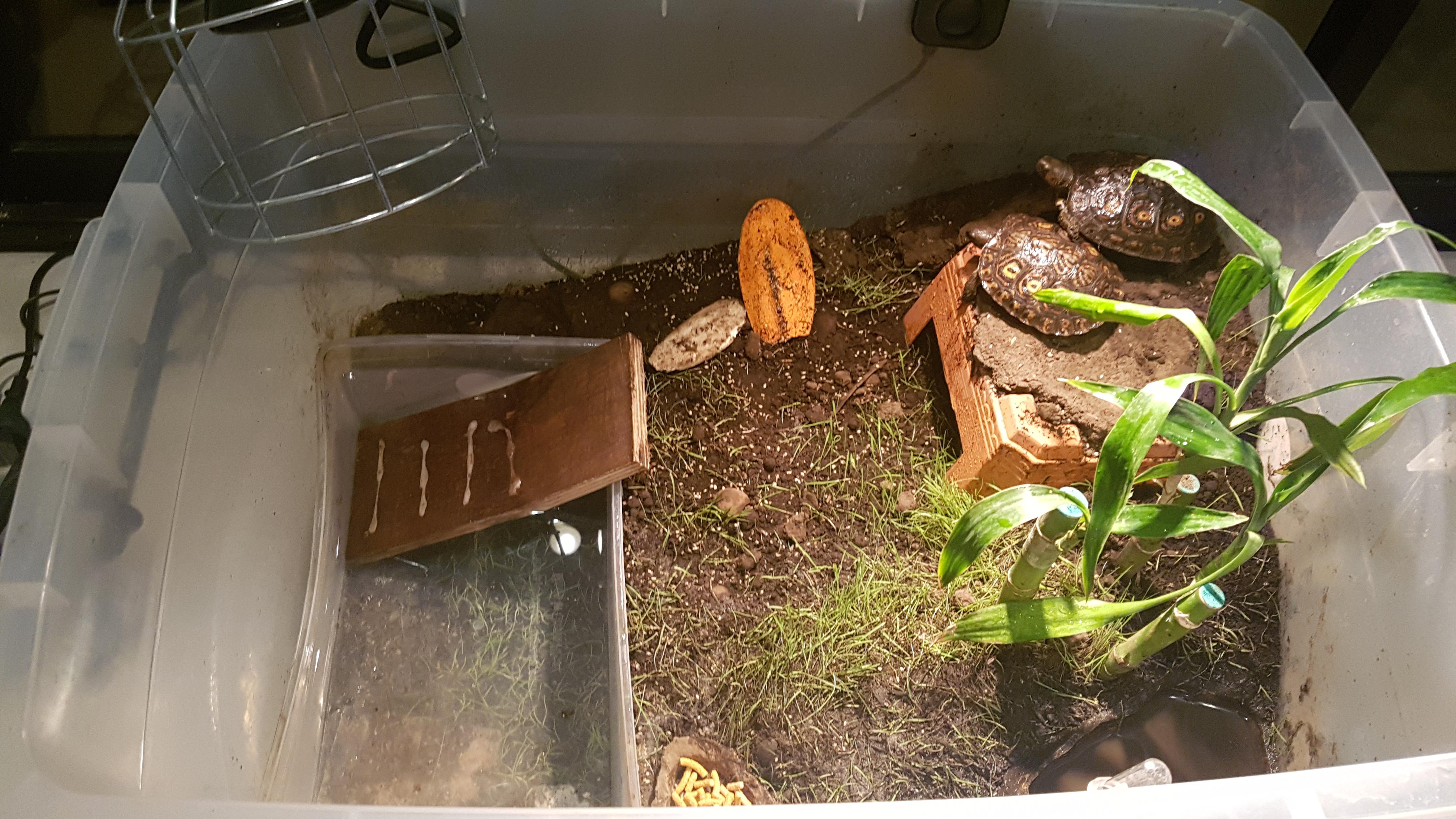 Advice and opinions on my workinprogress habitat for my central