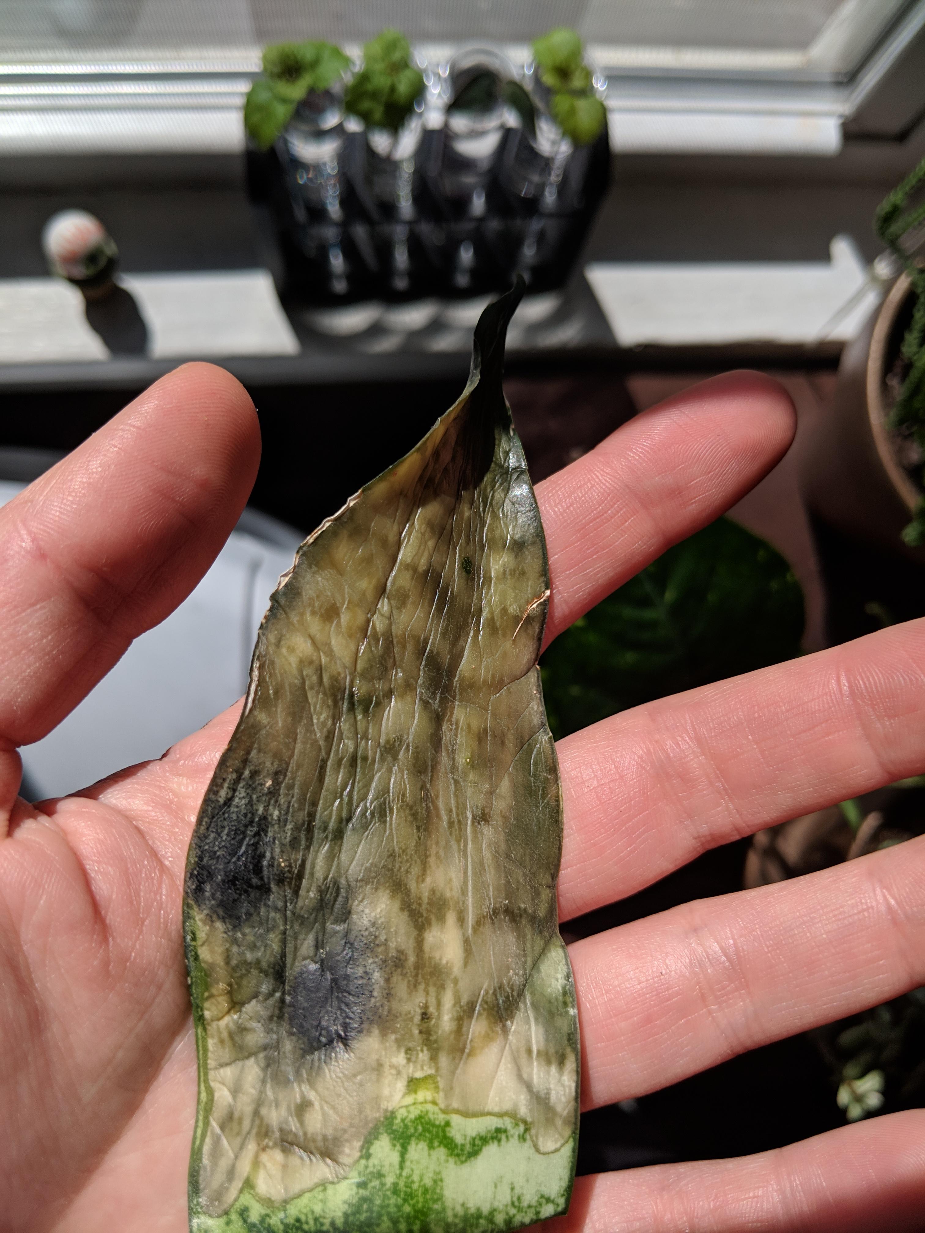 Snake plant fungus? Not sure what's wrong with my snake plant. Within a