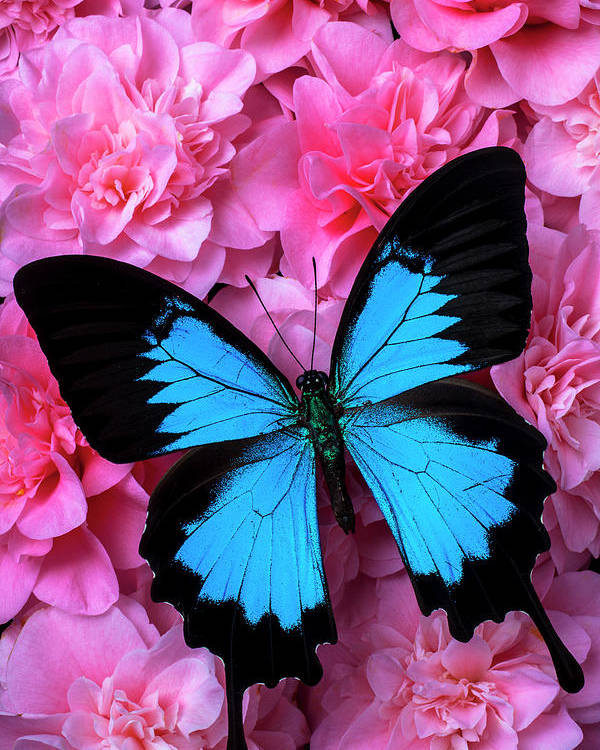 Butterflies can't see their wings. They can't see how truly beautiful