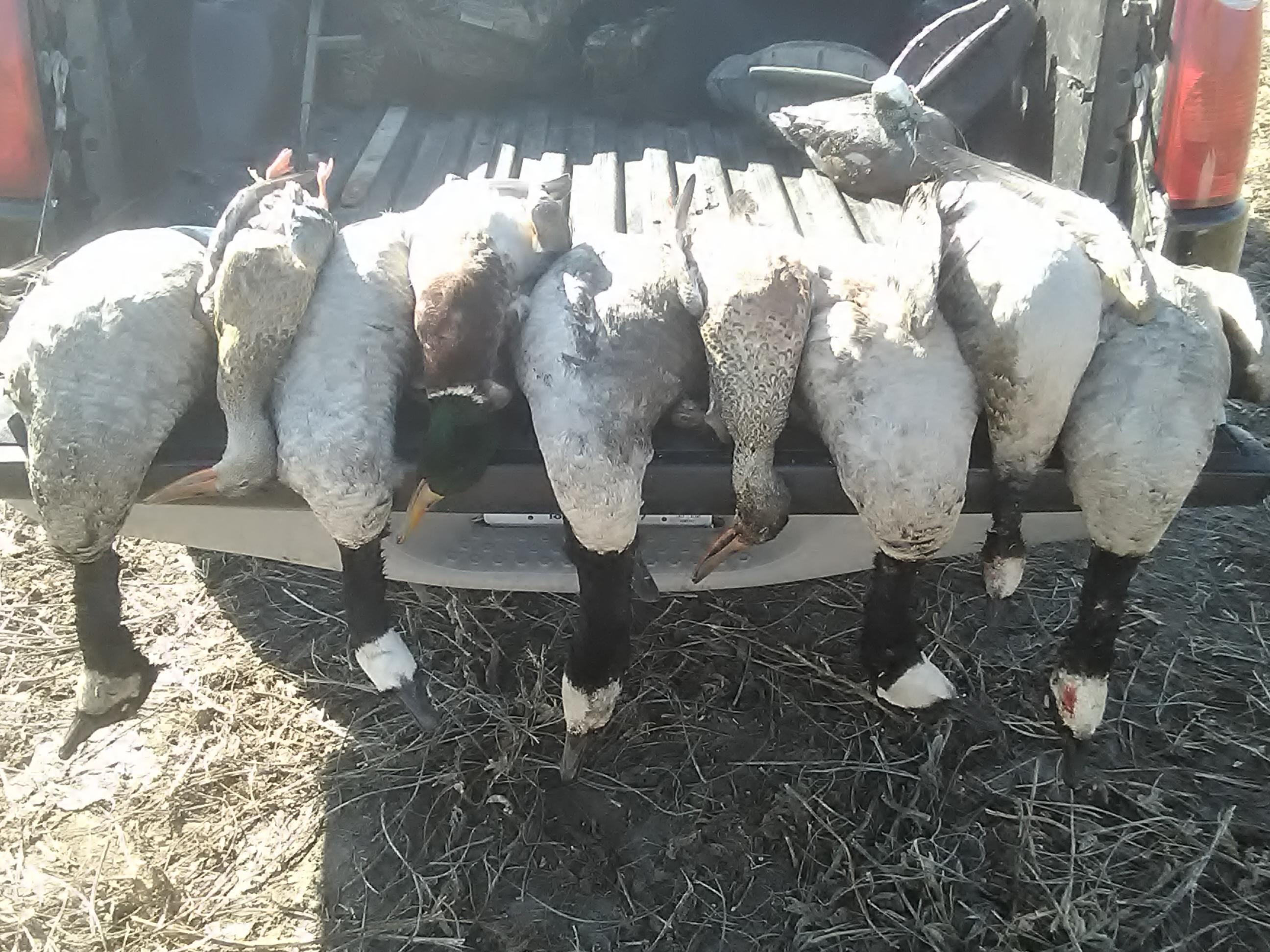 Had a goose goose sunday. r/Waterfowl