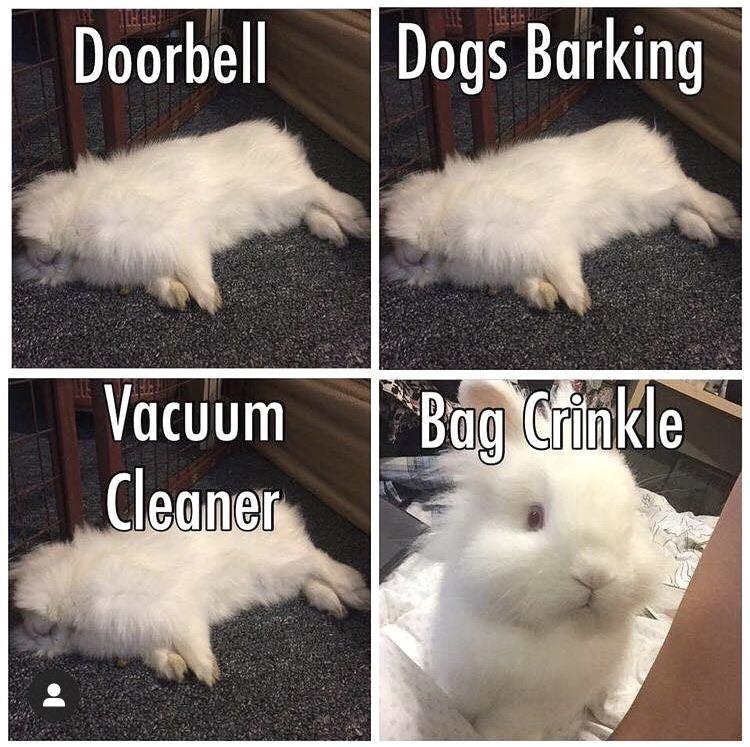 Rabbit meme remake Rabbits
