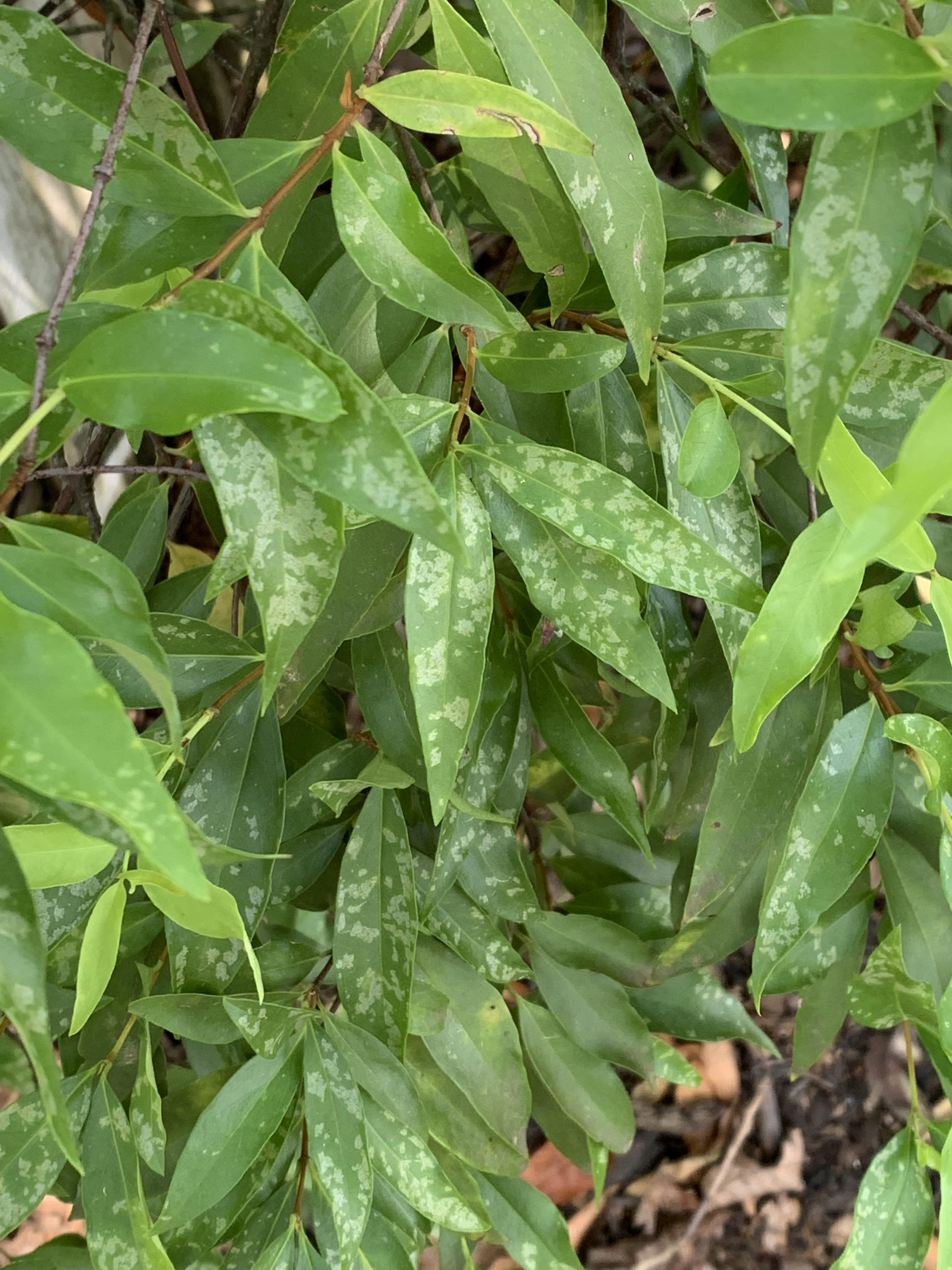 What’s are the spots all over this plant (clematis?) This plant came