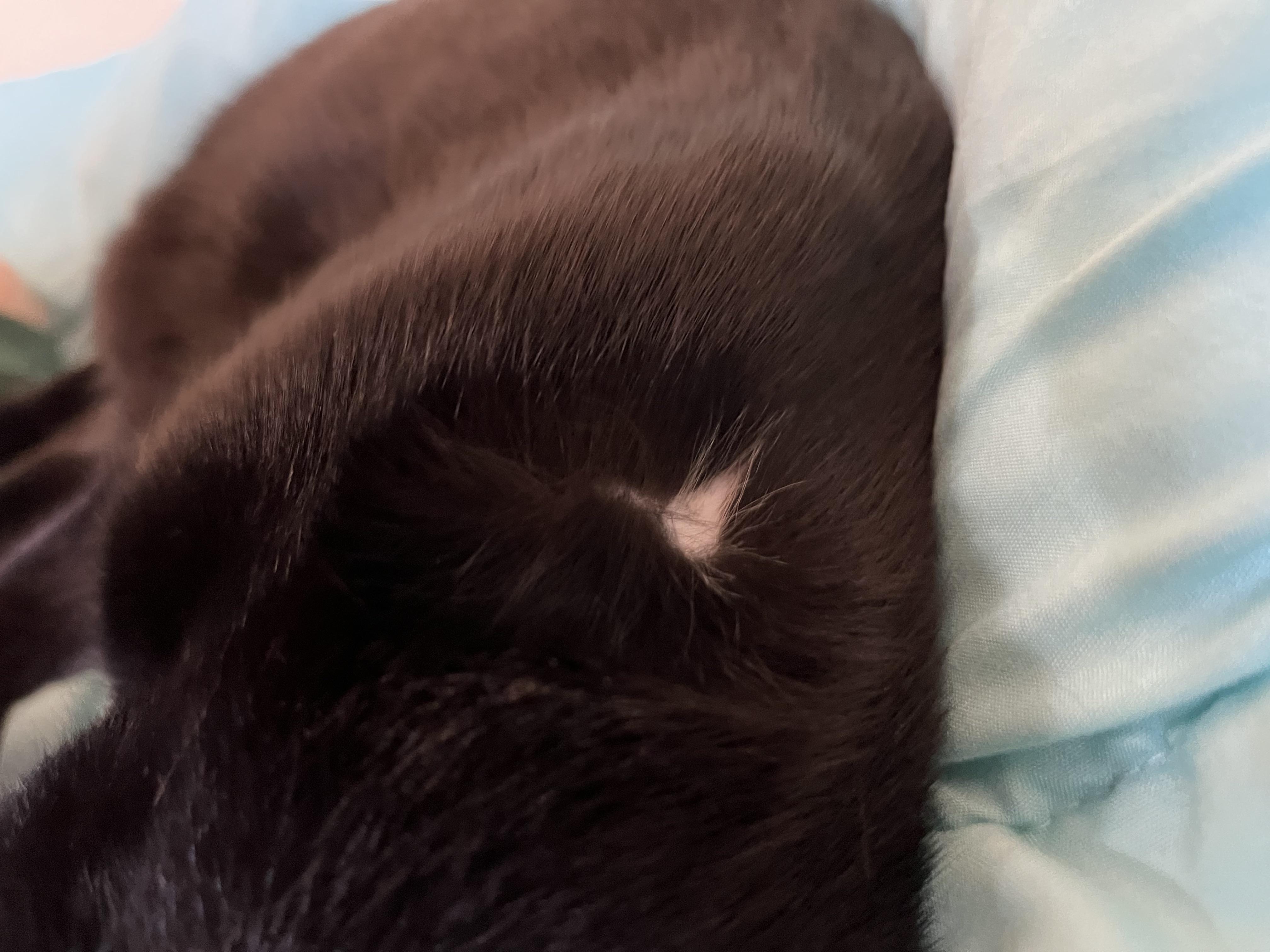 My black cat has a bald white spot on her shoulder. Been there ever