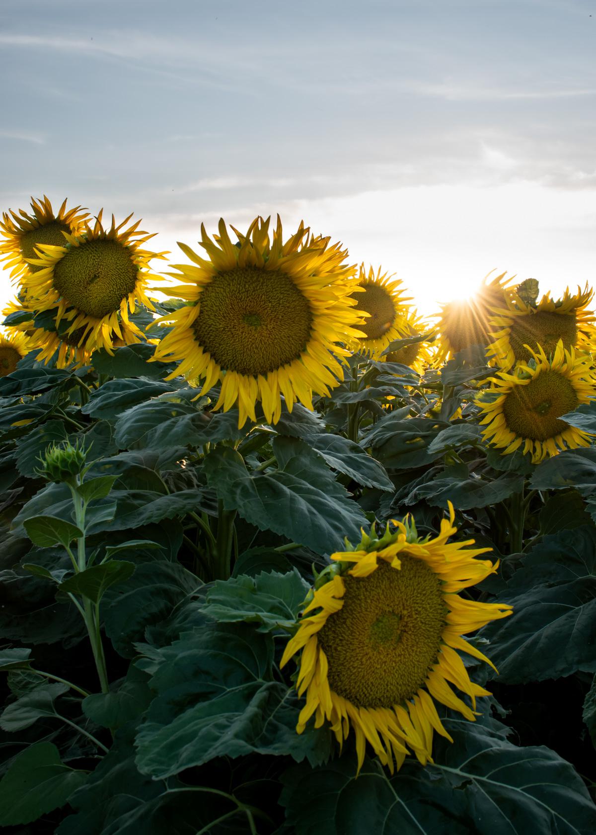 Sunflowers in Bloom, Northern California [OC] [1200x1680] r/EarthPorn