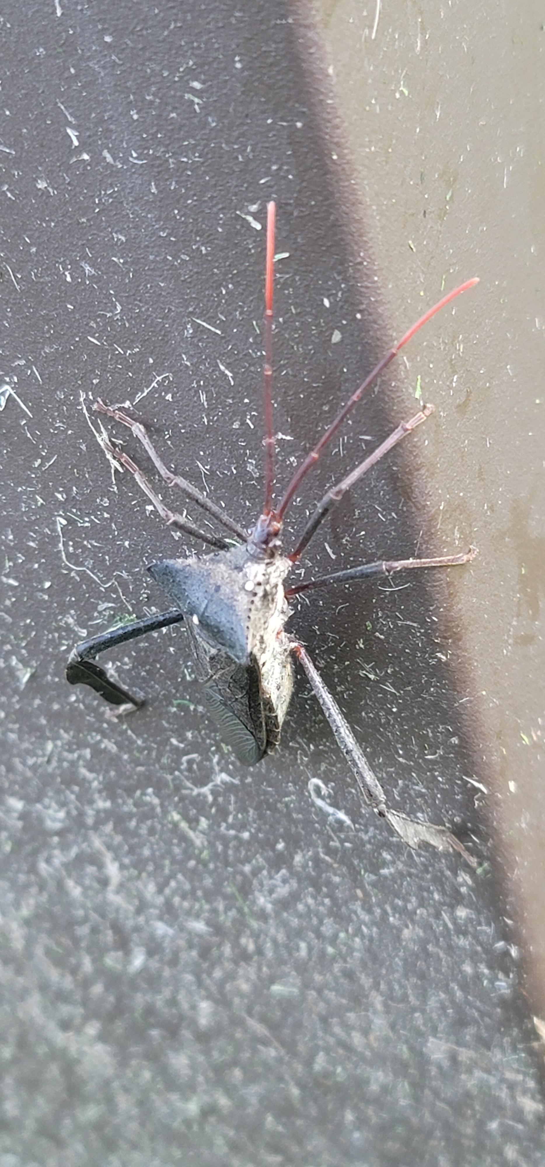 Found this on my mailbox post in north Alabama, anyone able to ID? r