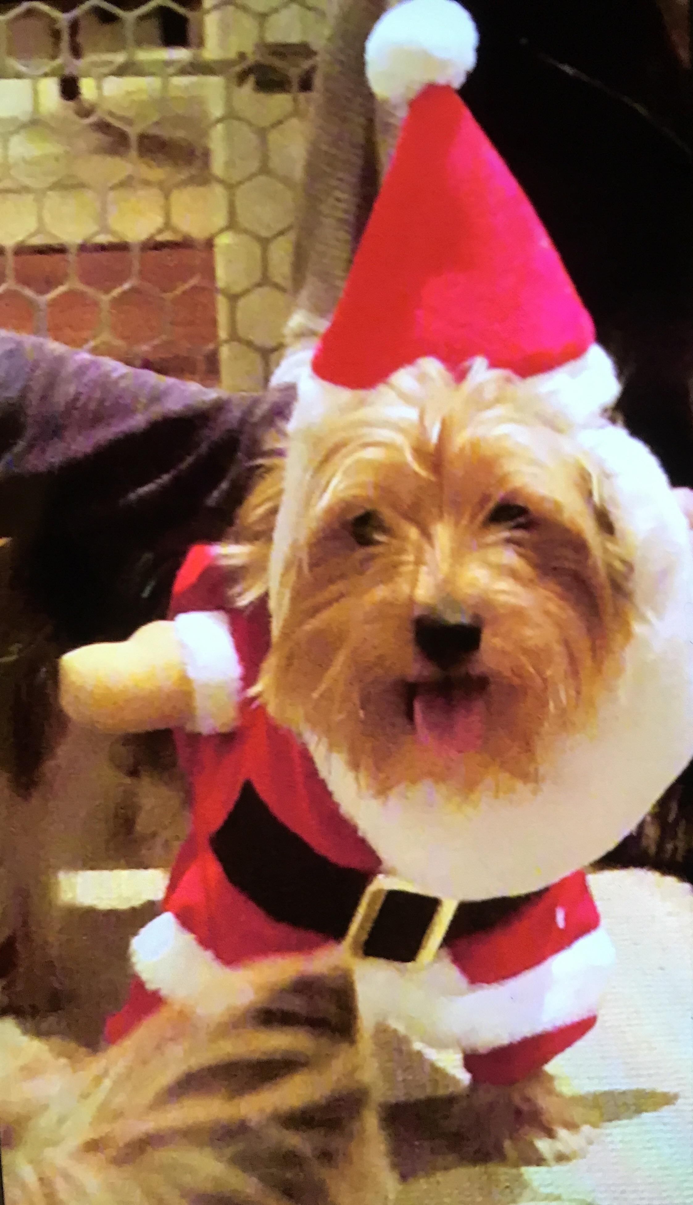 It’s Santa Paws!!!! PuppySmiles
