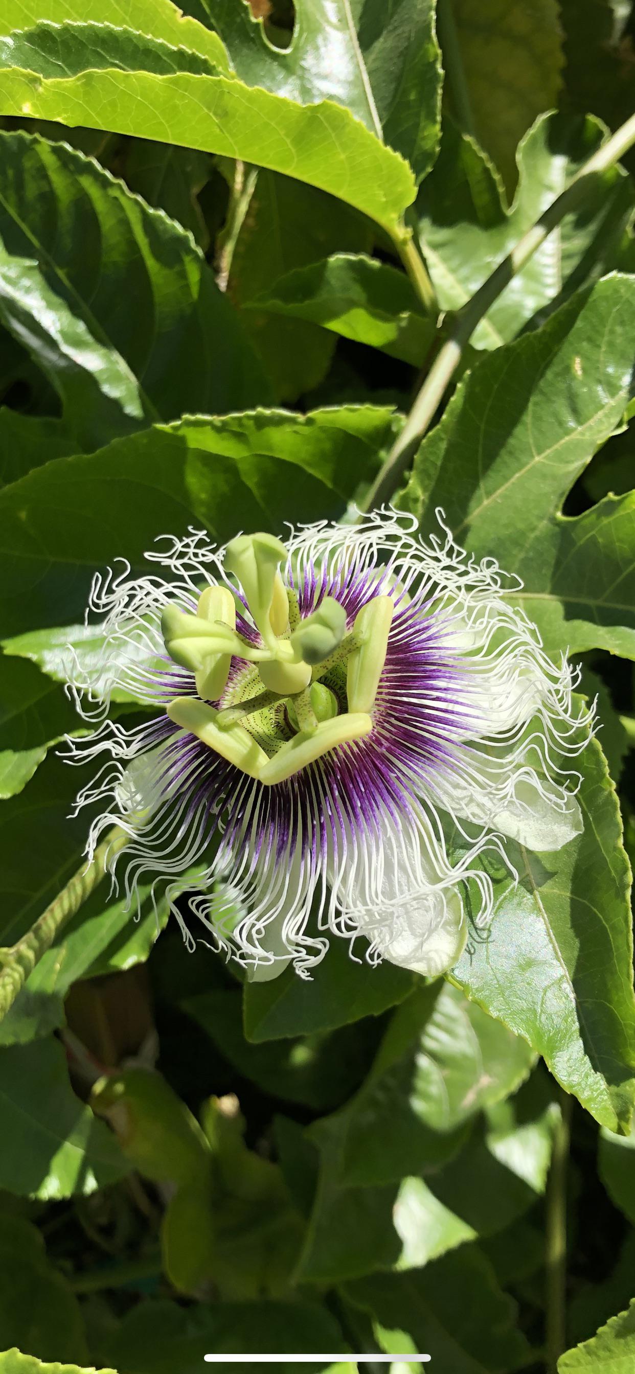What’s this flower? Mesa, AZ r/gardening