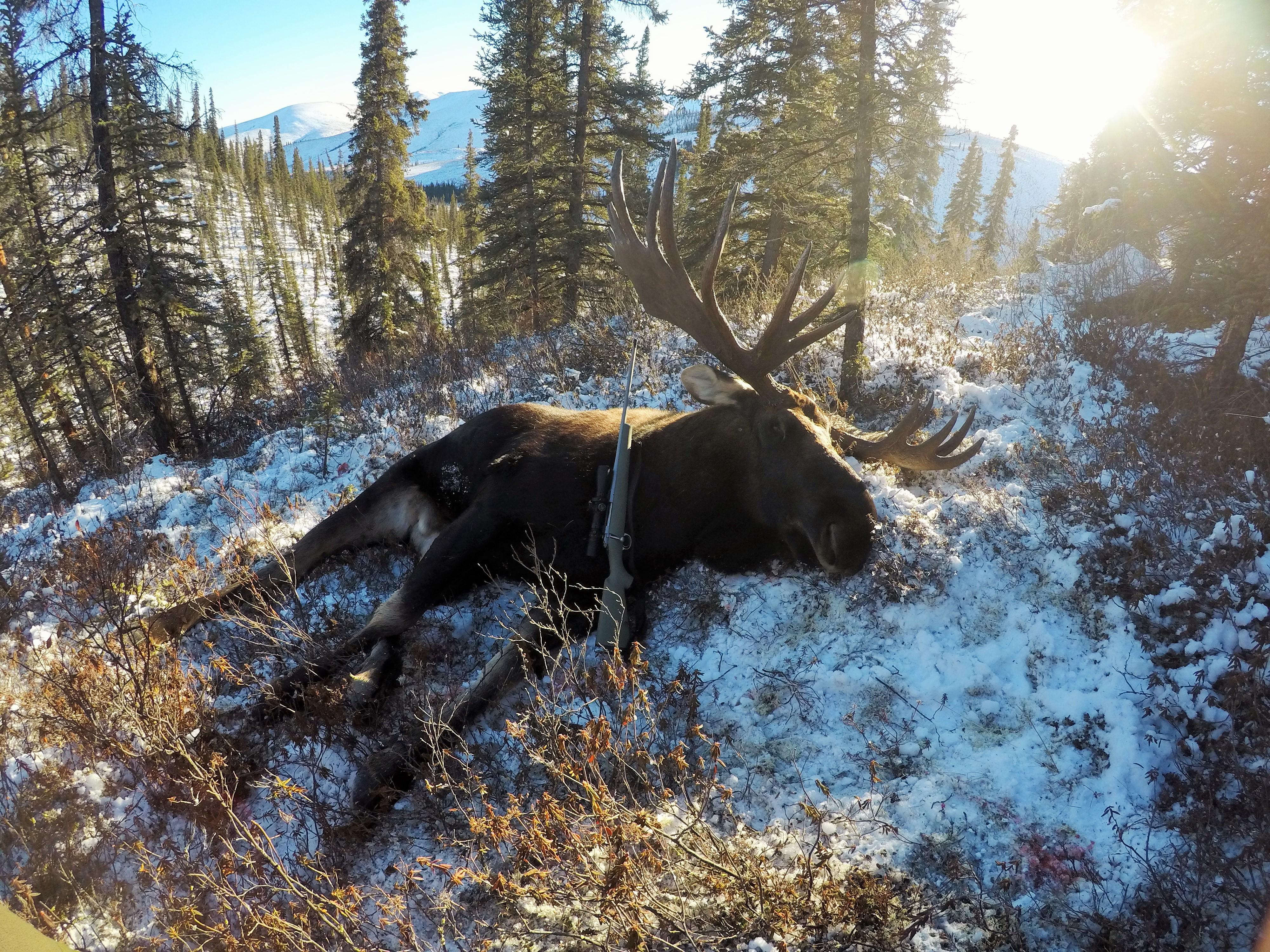 Hunt of a lifetime. My Yukon Moose, taken on our "Huntymoon". 12 OCT