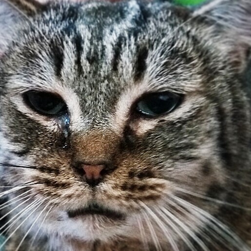 My cat, shedding a tear. r/aww