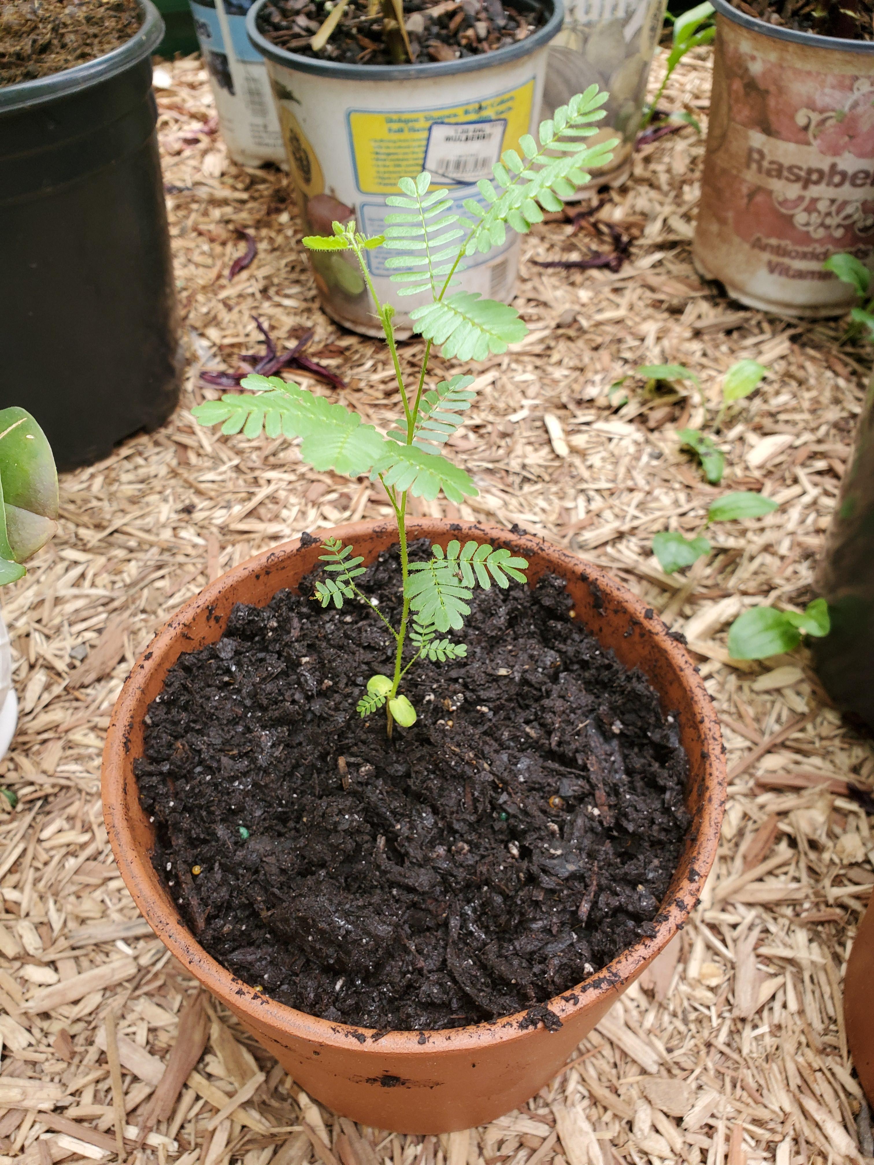 Meet my baby mimosa hostilis. It is 1 1/2 months old. r/gardening
