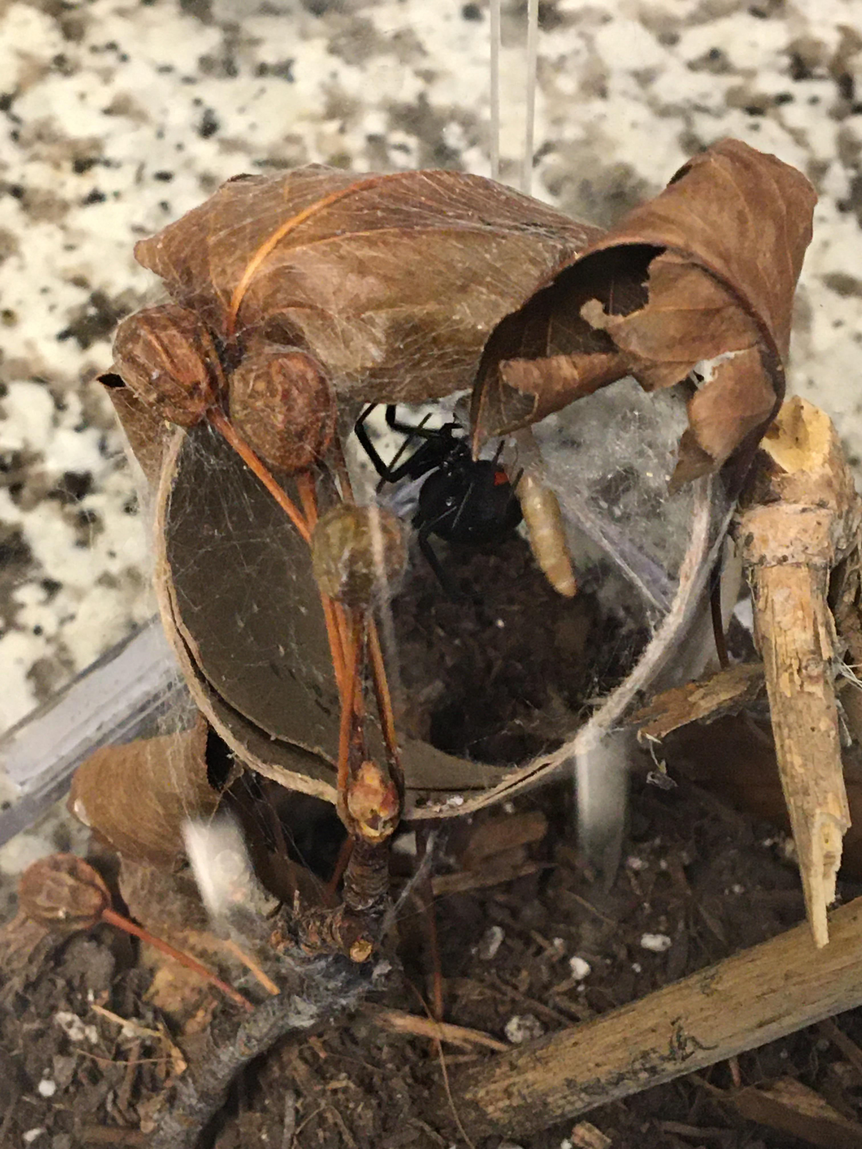 Wanda enjoying a meal in her new enclosure, I feel much better with her