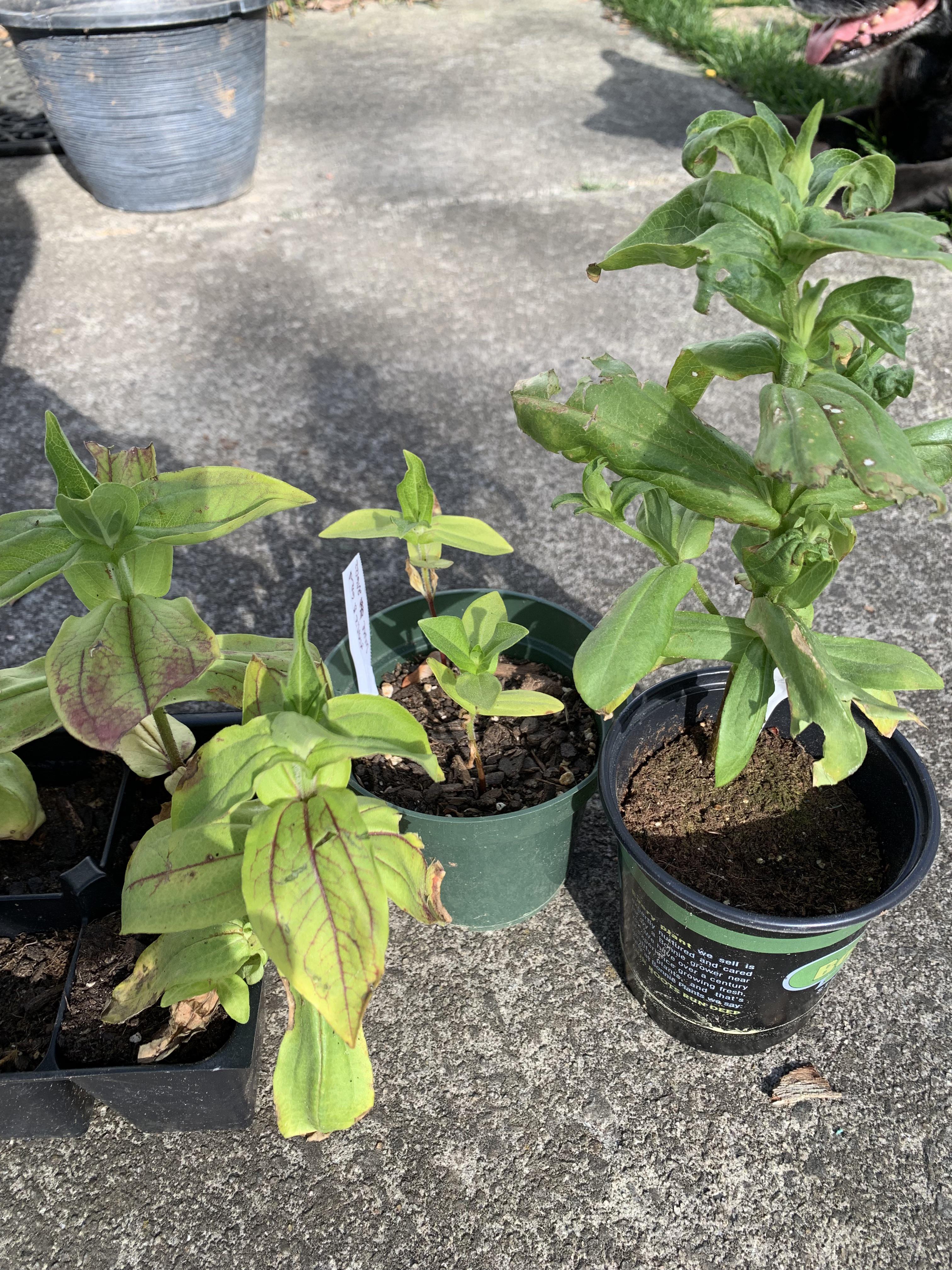 What’s wrong with my zinnia seedlings? r/gardening