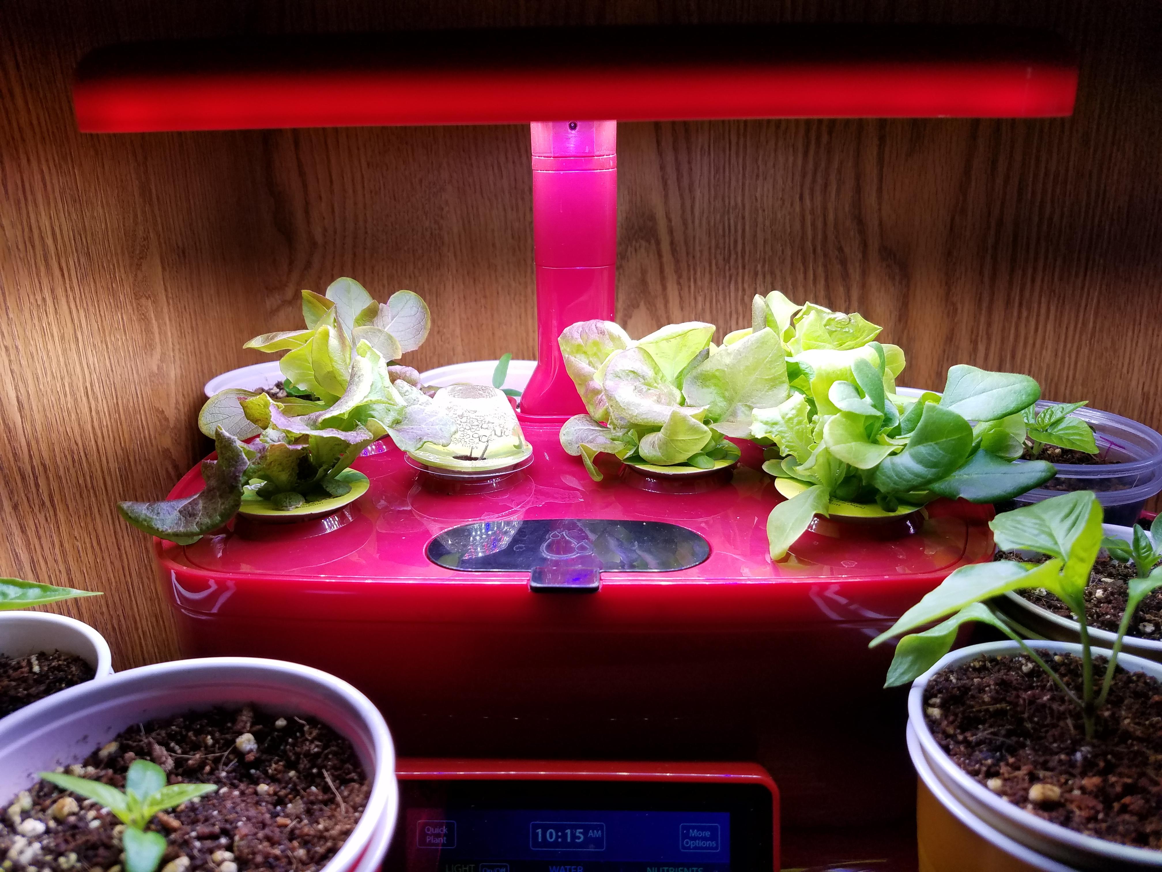 Will the lettuce get much bigger than this or is it time to start