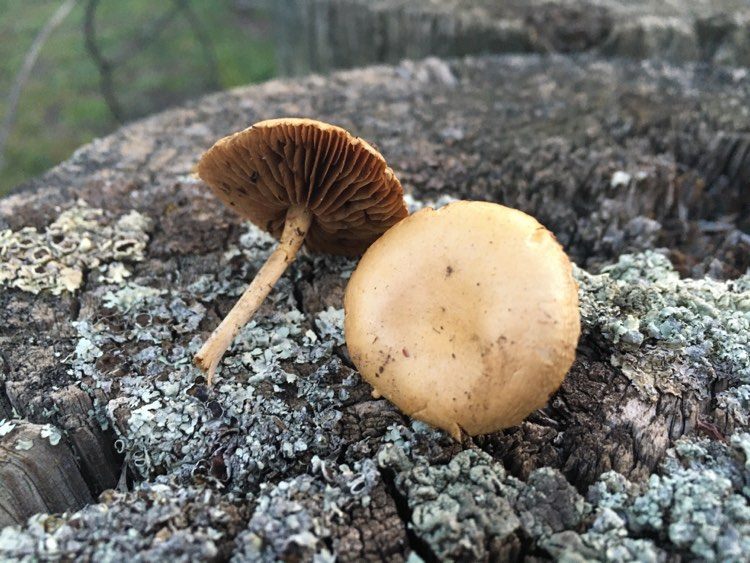 Mushroom ID? Found in NSW Australia April 2020 ShroomID