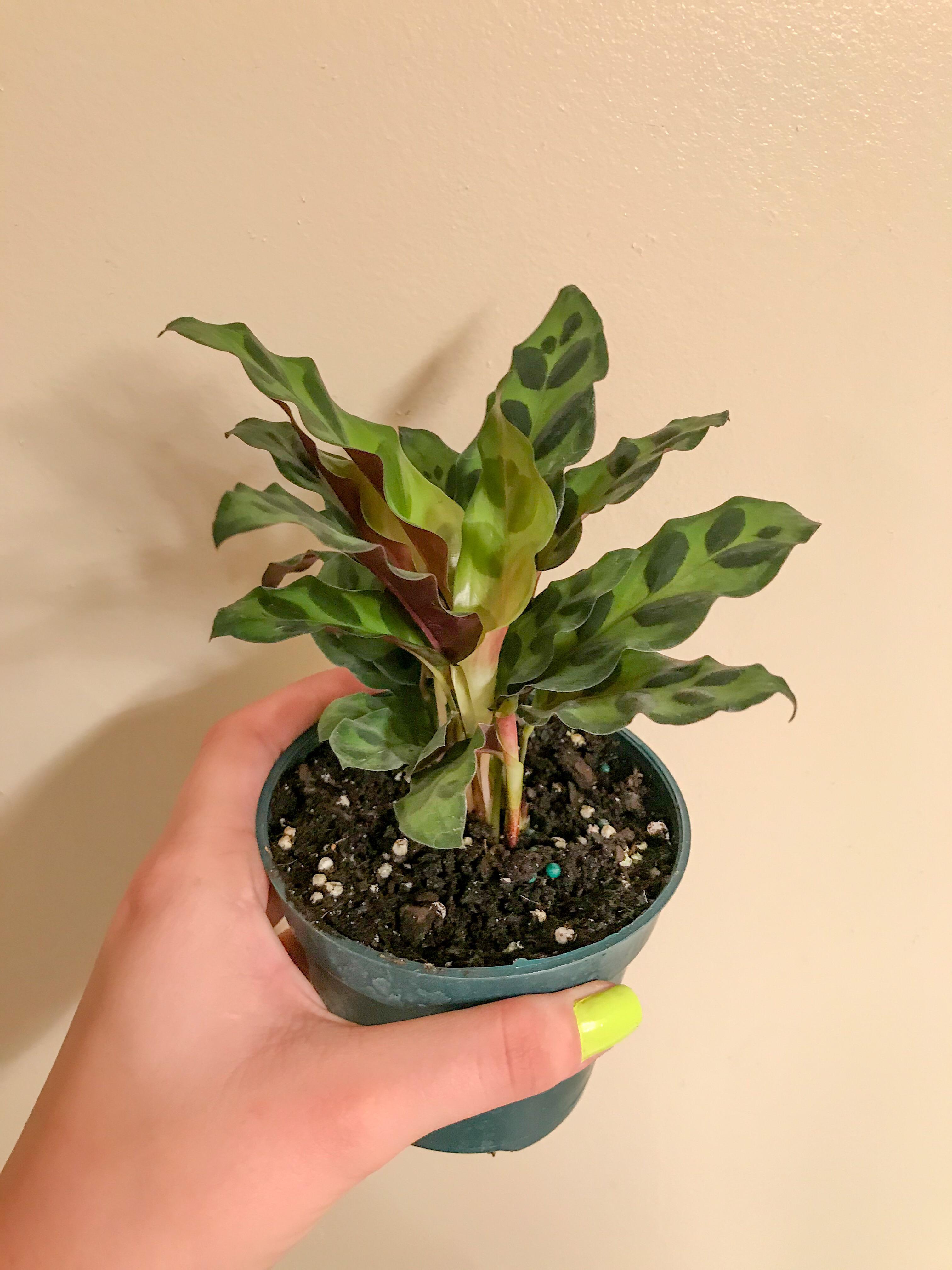 9 best u/plecosandplants images on Pholder Whatsthisplant, Aww and