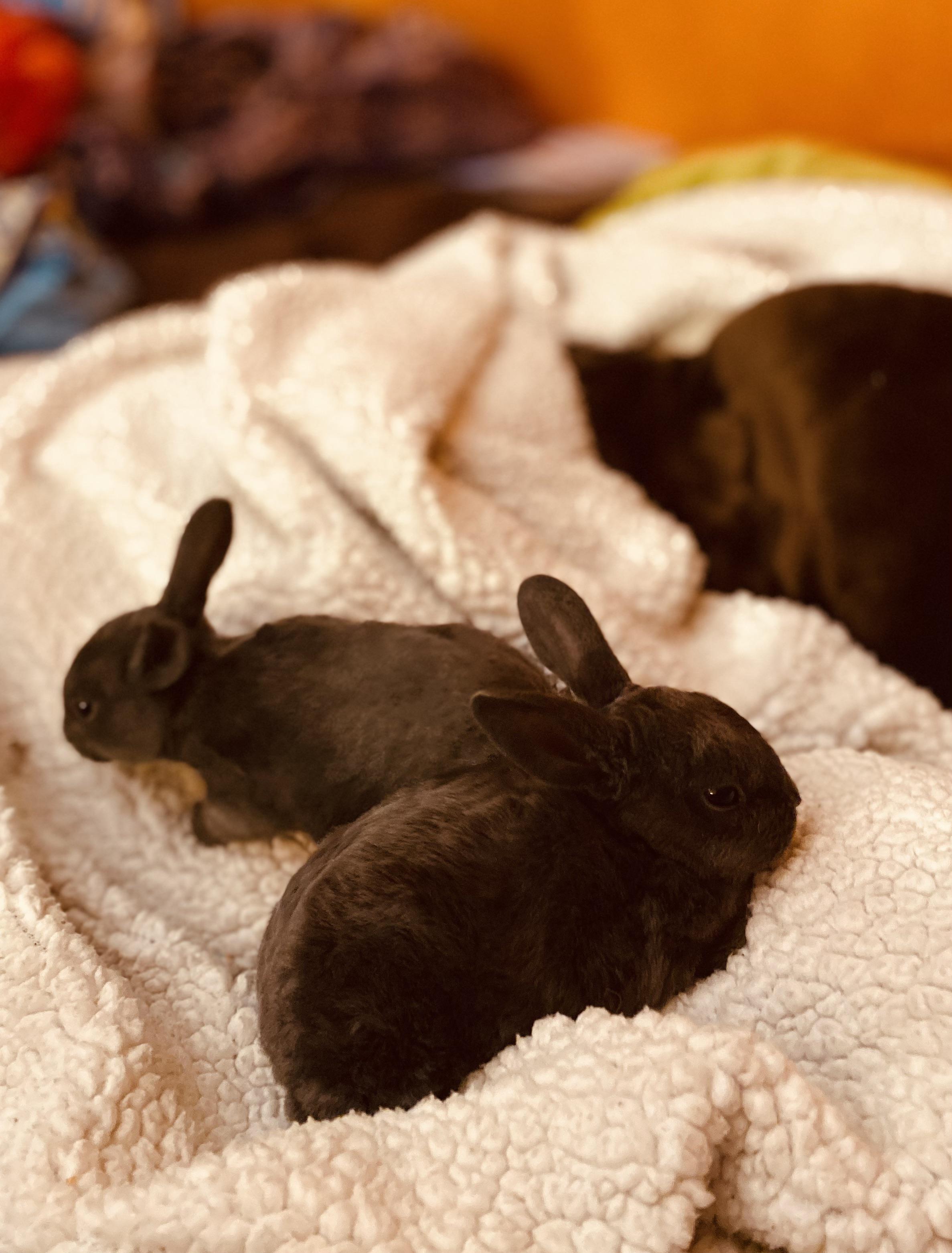 Our Baby mini Rex bunnies 🥰 r/aww
